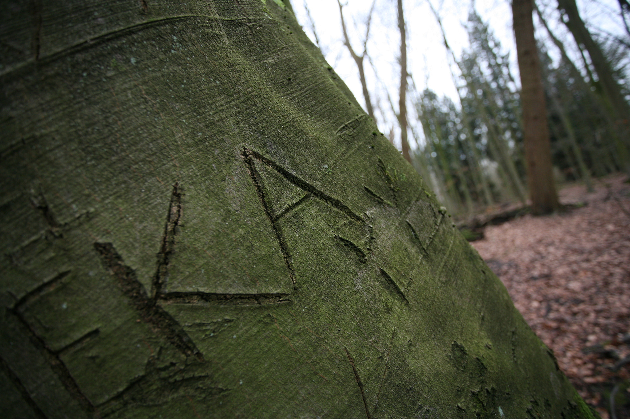 Canon EOS 5D sample photo. Carved tree photography