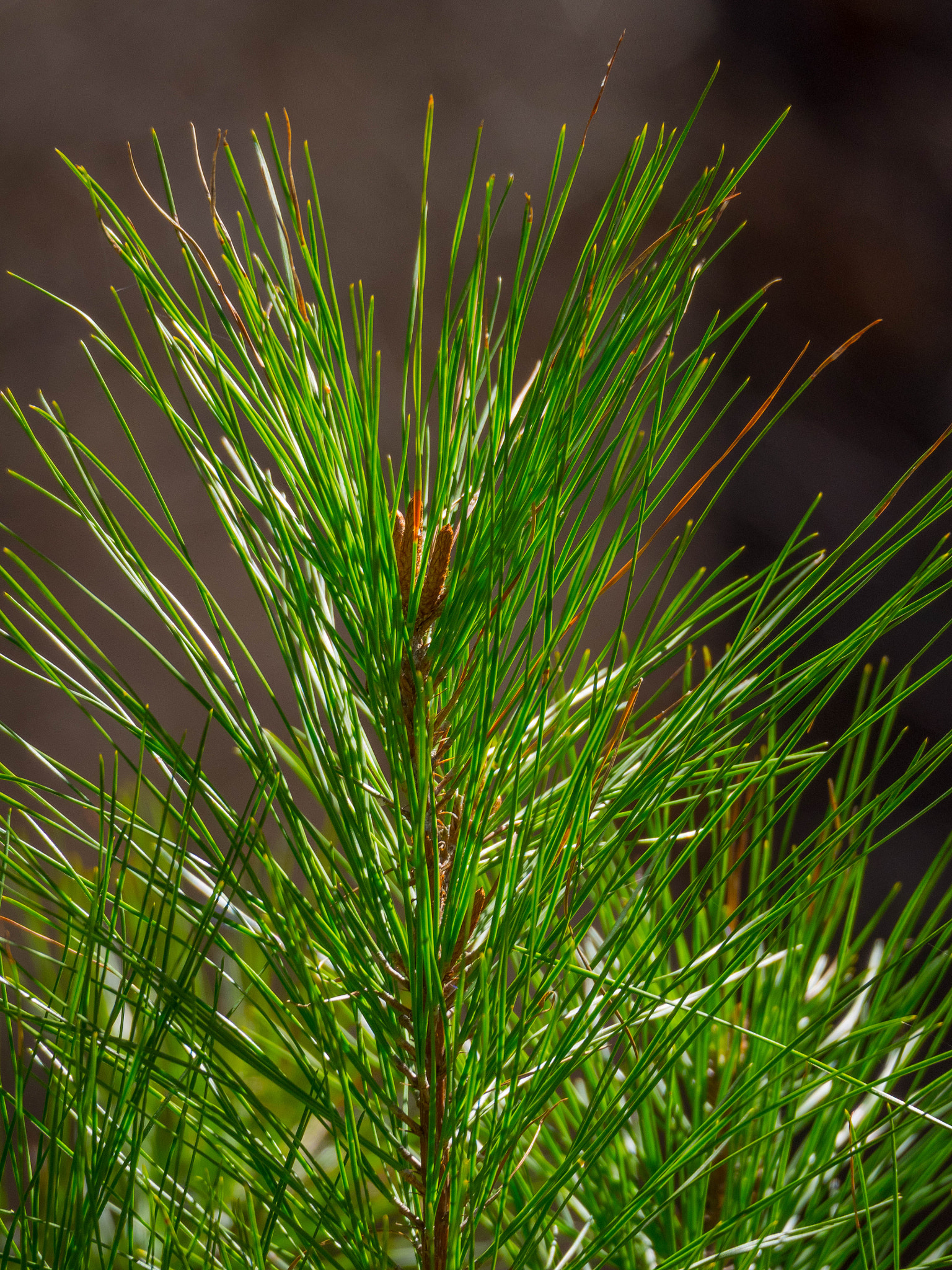 Olympus OM-D E-M1 sample photo. Back lit photography