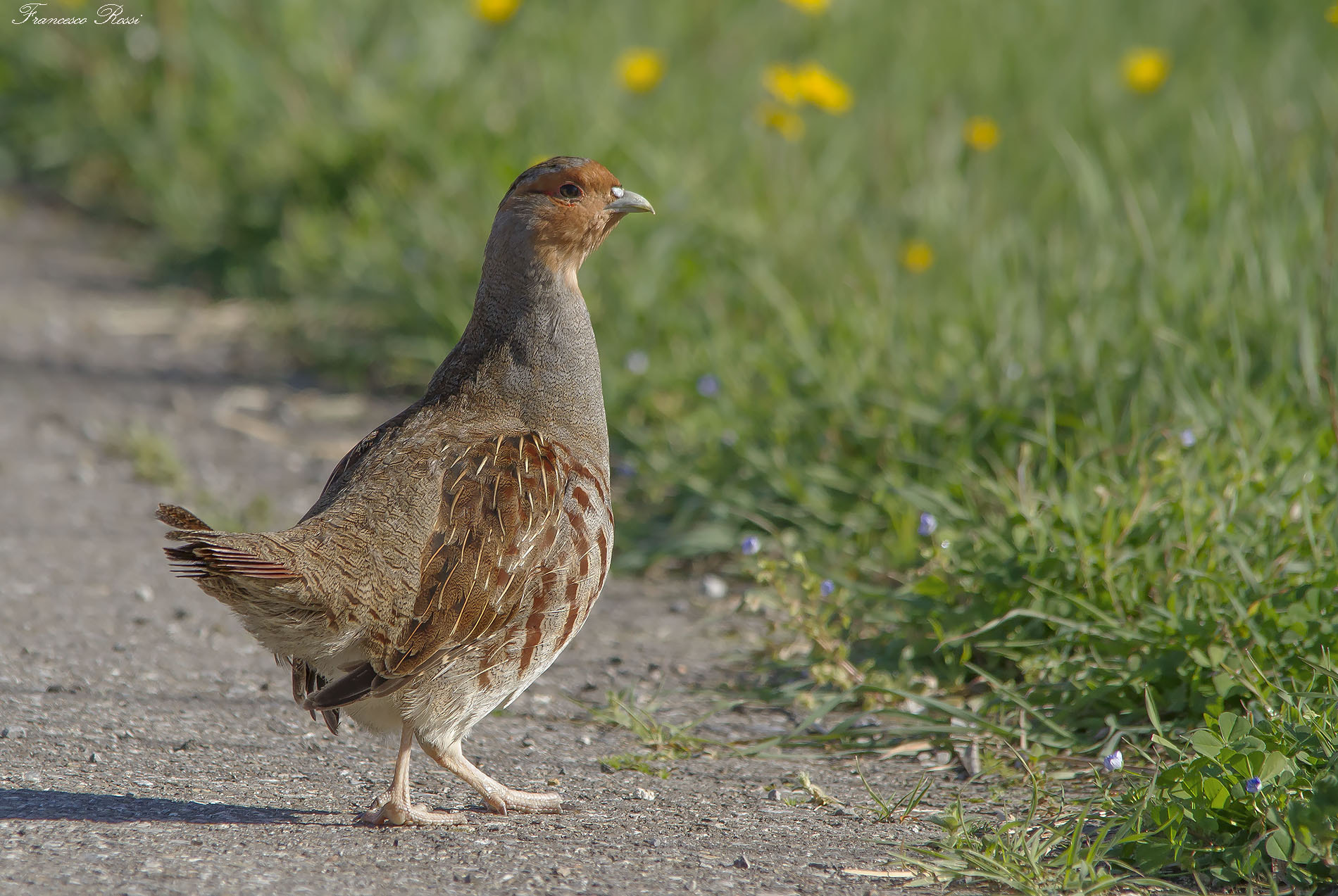 Sigma 150-500mm F5-6.3 DG OS HSM sample photo. Grey partridge, starna photography