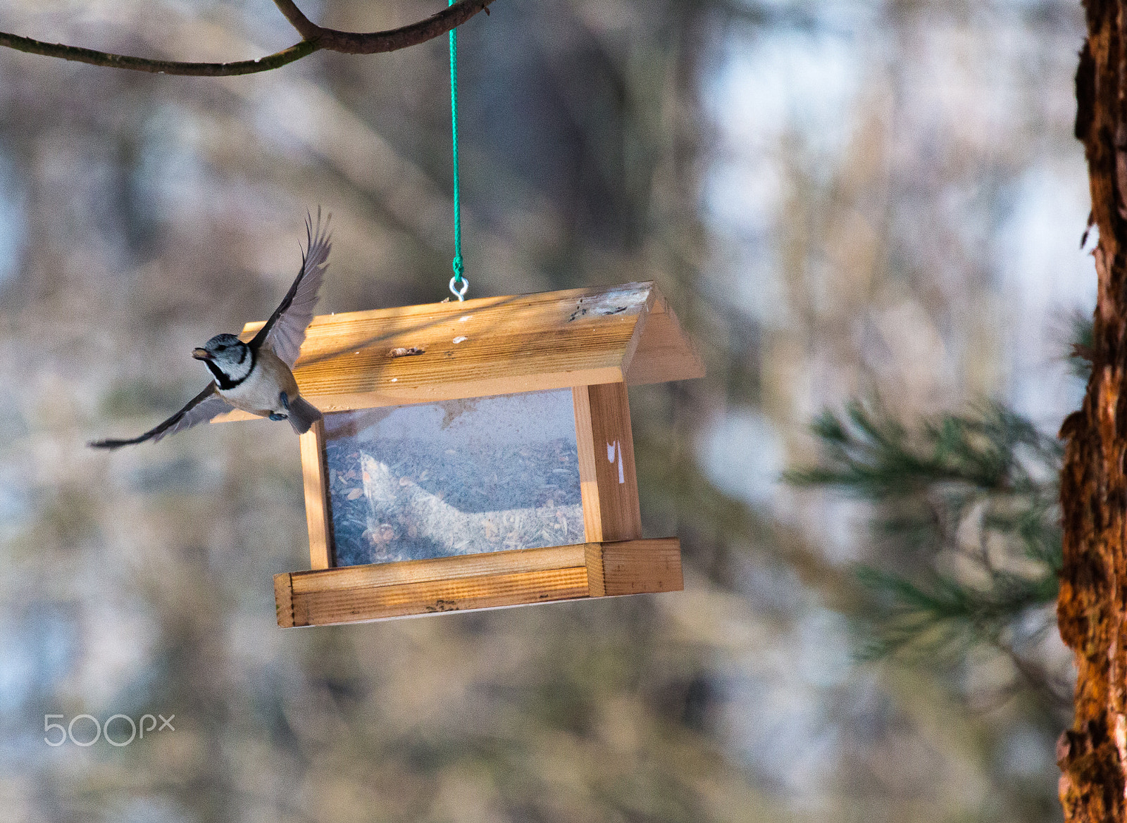 Canon EF 70-300mm F4-5.6L IS USM sample photo. Mouthfull on the fly photography