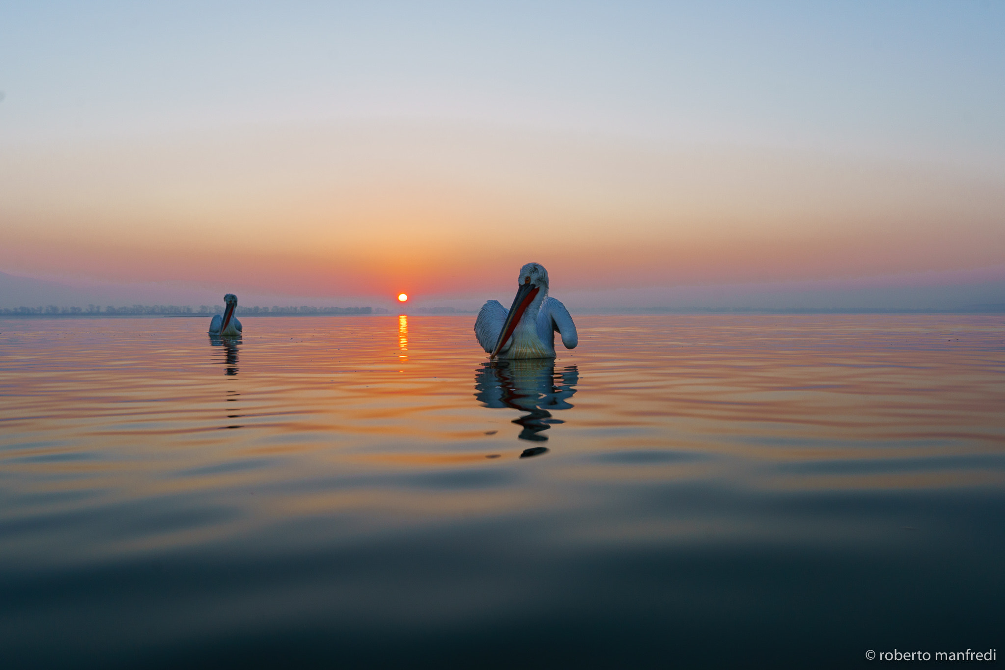 Sony E 10-18mm F4 OSS sample photo. Pelicans wake up at dawn photography