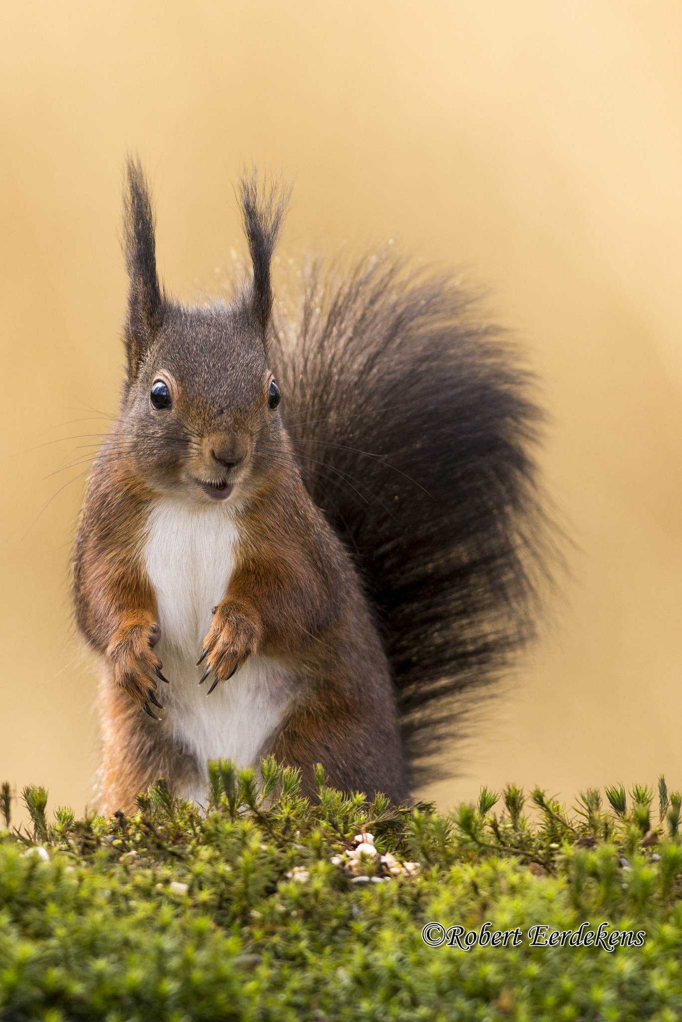 Nikon AF-S Nikkor 300mm F2.8G ED VR II sample photo. Squirrel photography