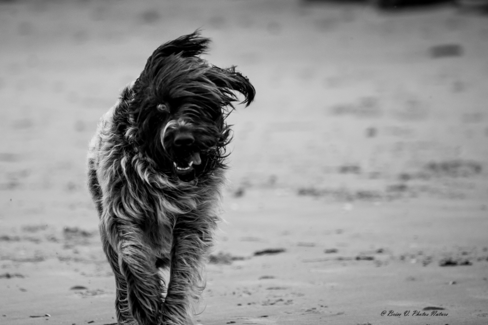 Canon EOS 5D sample photo. Dog and sand #1 photography