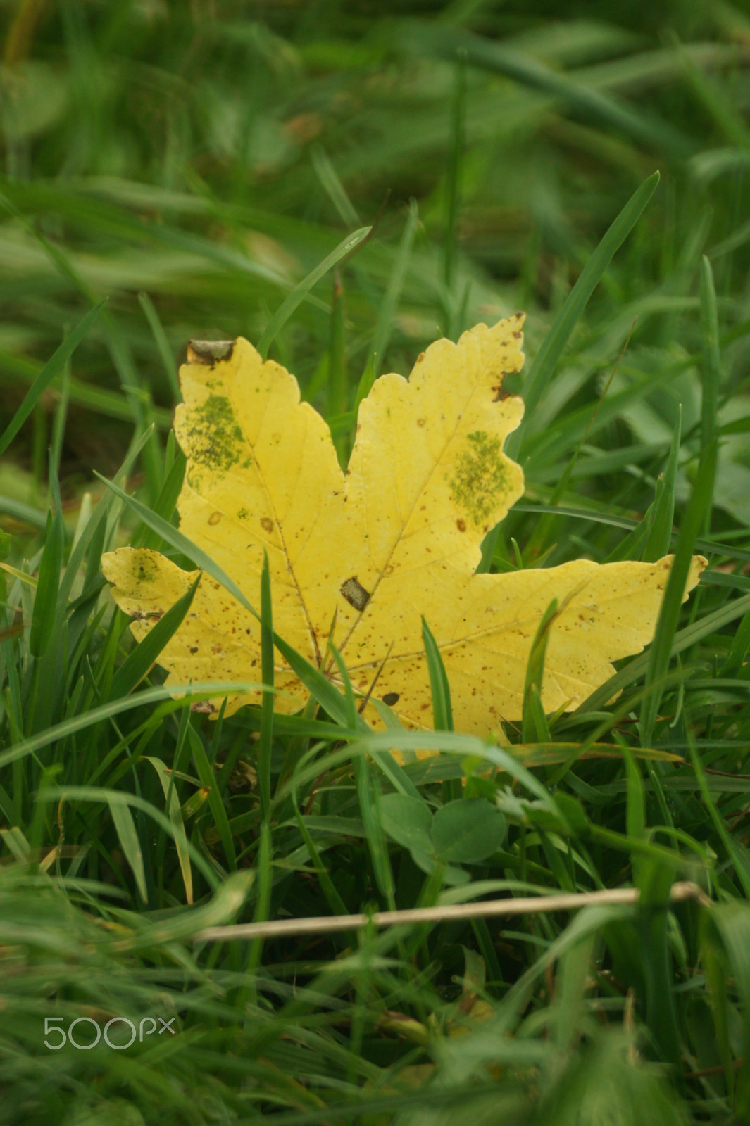 Sony Alpha DSLR-A550 + Sony 500mm F8 Reflex sample photo. The leaf photography