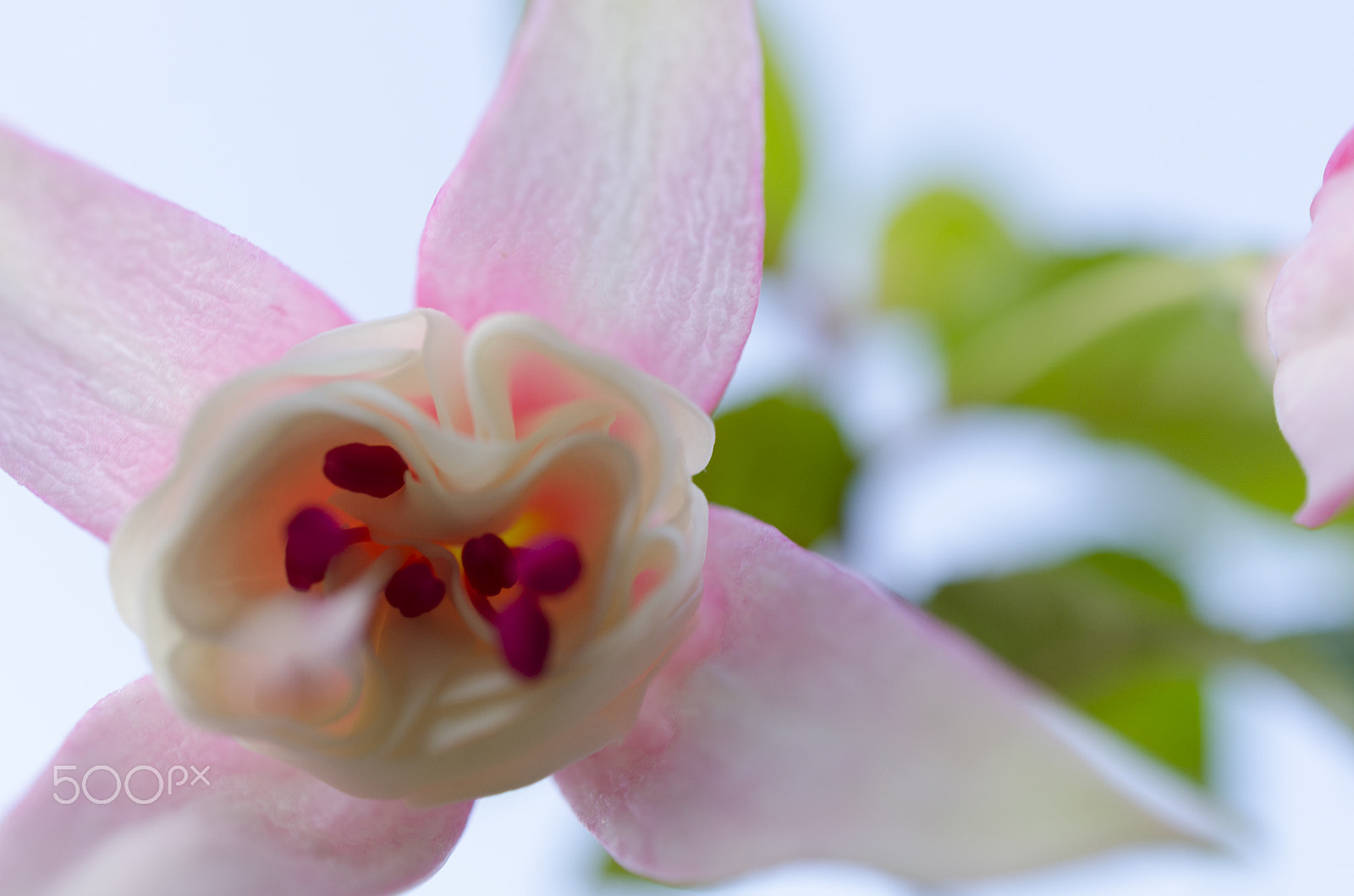 Nikon D7000 sample photo. Flower in my garden photography