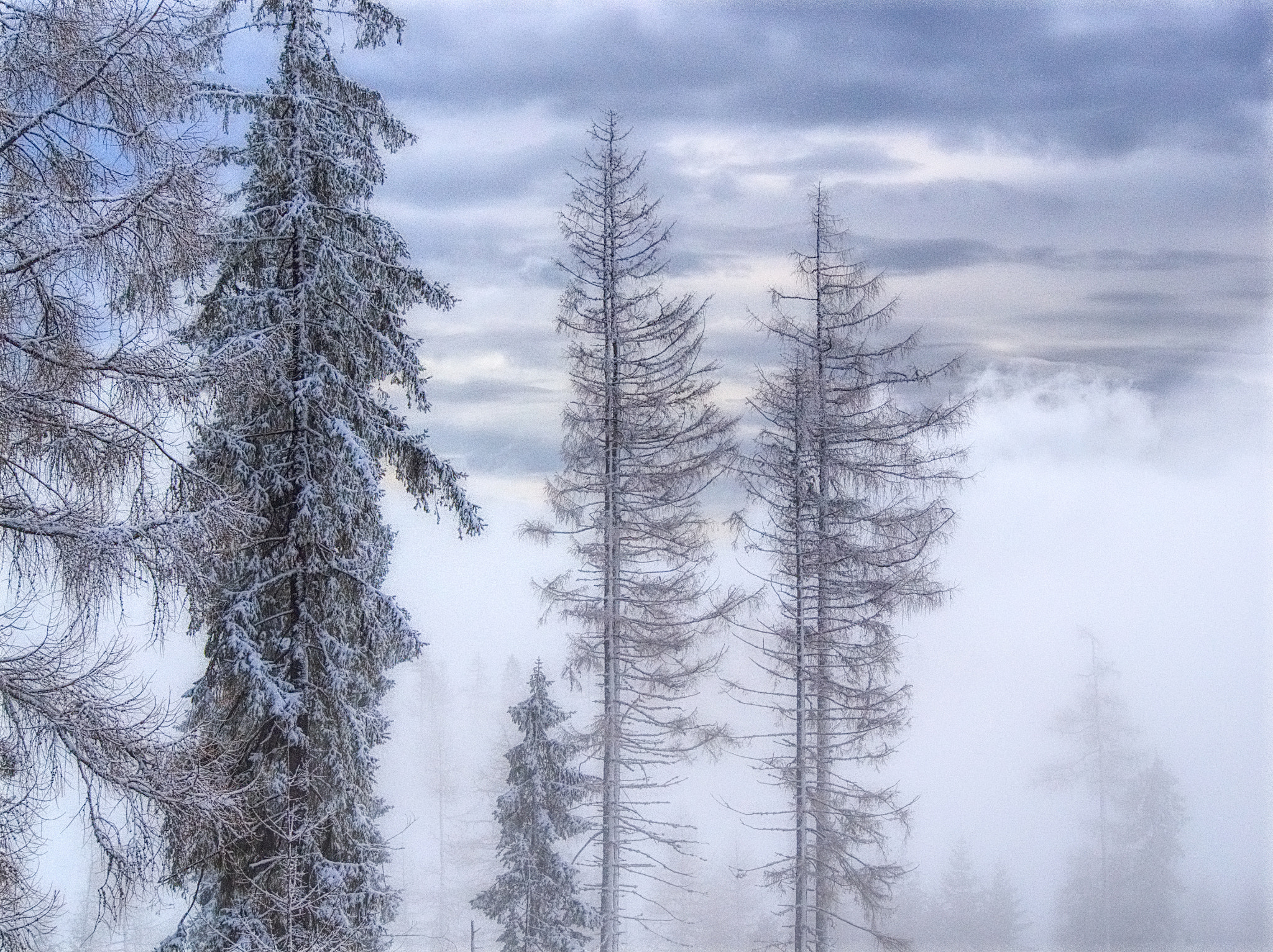 Olympus OM-D E-M1 sample photo. Freezing morning photography