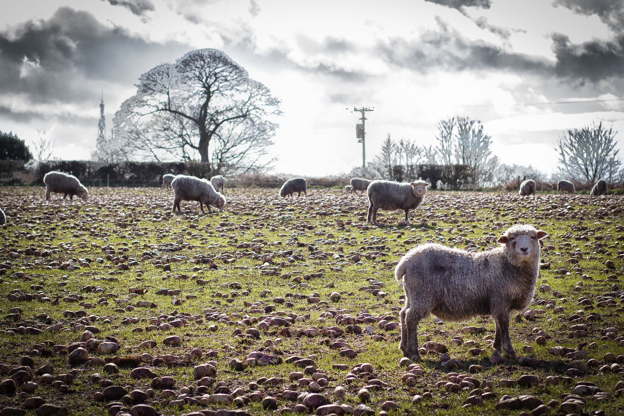 Canon EOS 550D (EOS Rebel T2i / EOS Kiss X4) + Canon EF 85mm F1.8 USM sample photo. A field of sheep photography