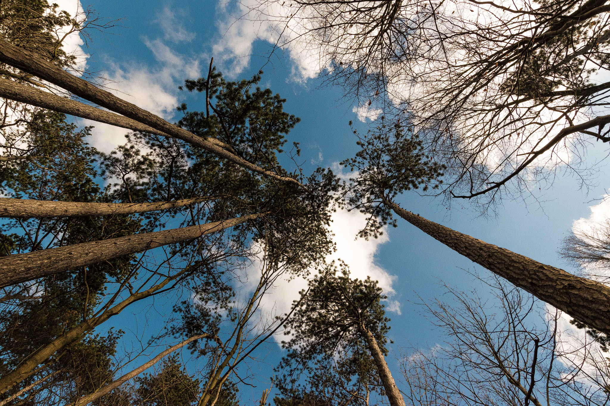 Nikon D5500 sample photo. Spring sky photography