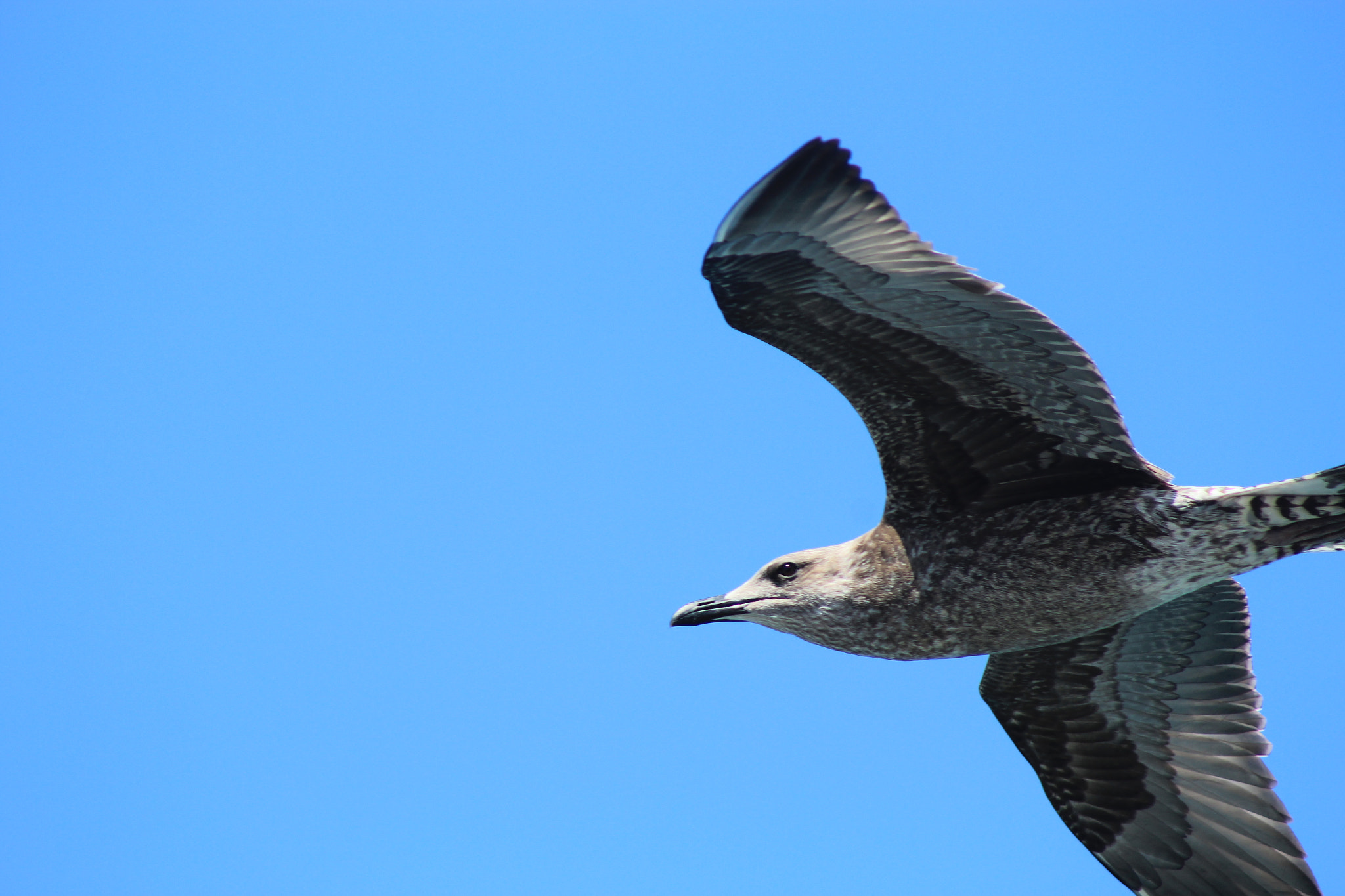 Canon EOS 1200D (EOS Rebel T5 / EOS Kiss X70 / EOS Hi) + EF75-300mm f/4-5.6 sample photo. Joaopedro48_ photography