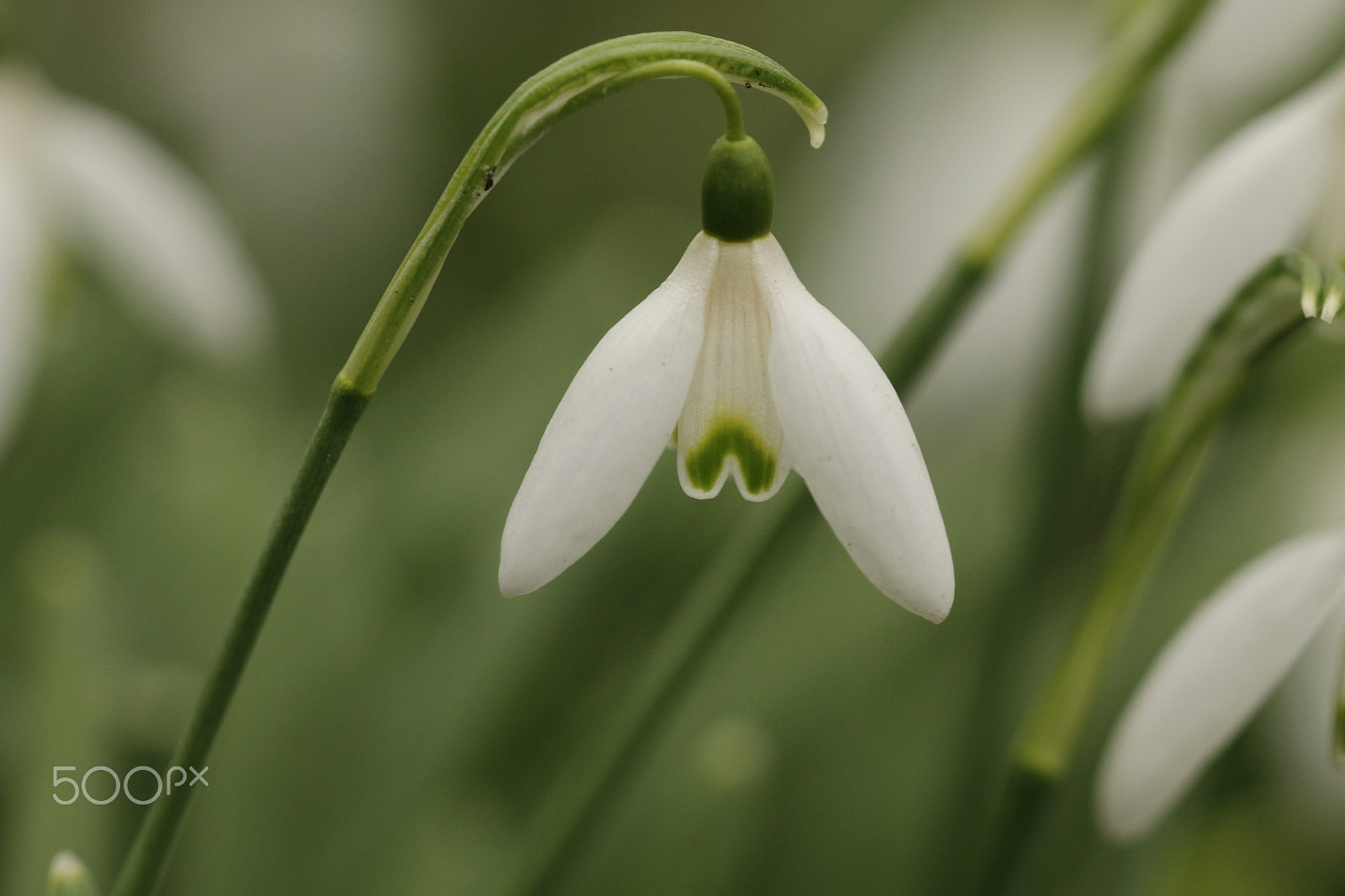 Sigma APO Macro 180mm F2.8 EX DG OS HSM sample photo. Snowdrop in macro photography