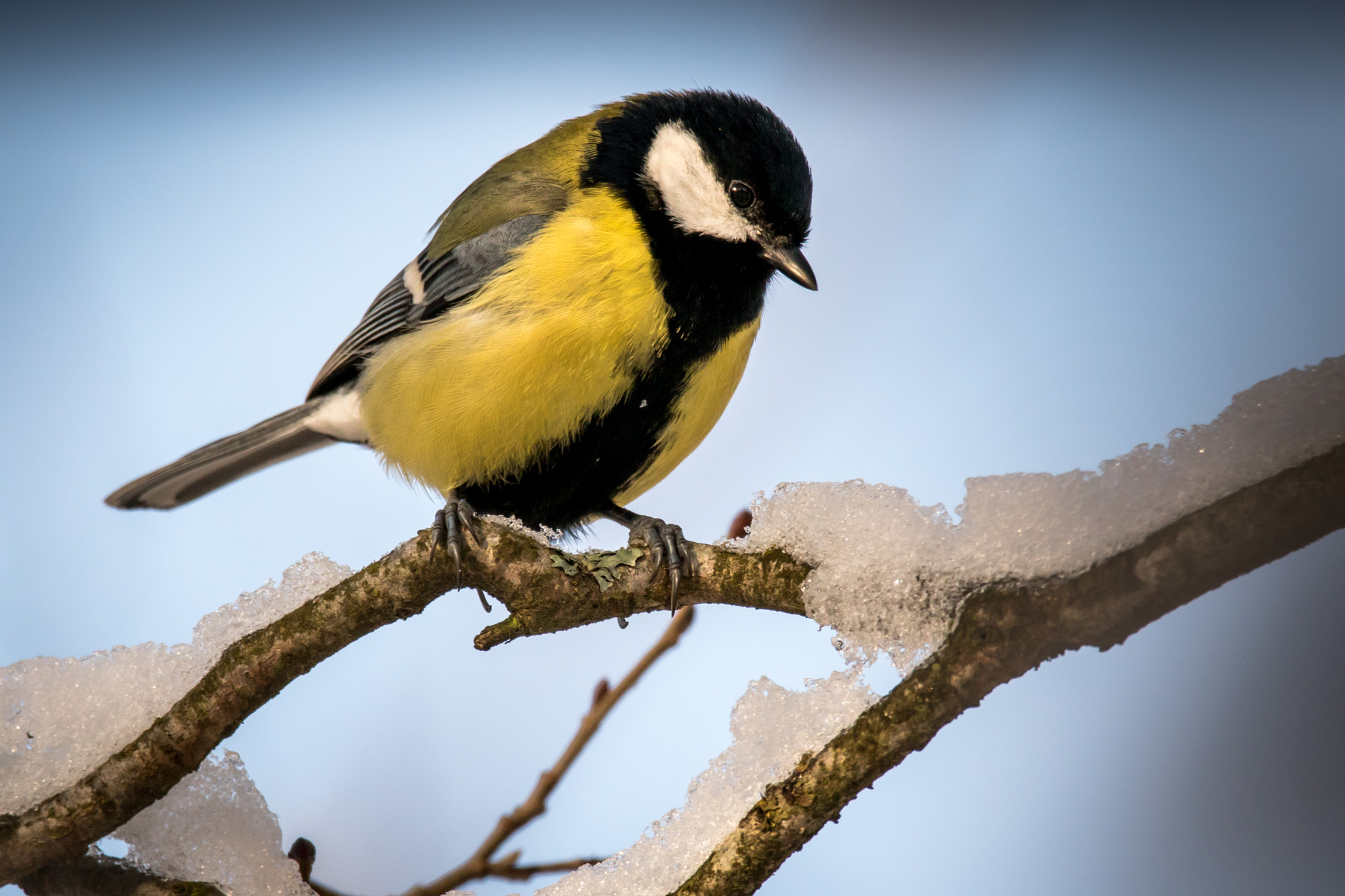 Sigma 150-600mm F5-6.3 DG OS HSM | C sample photo. Great tit photography