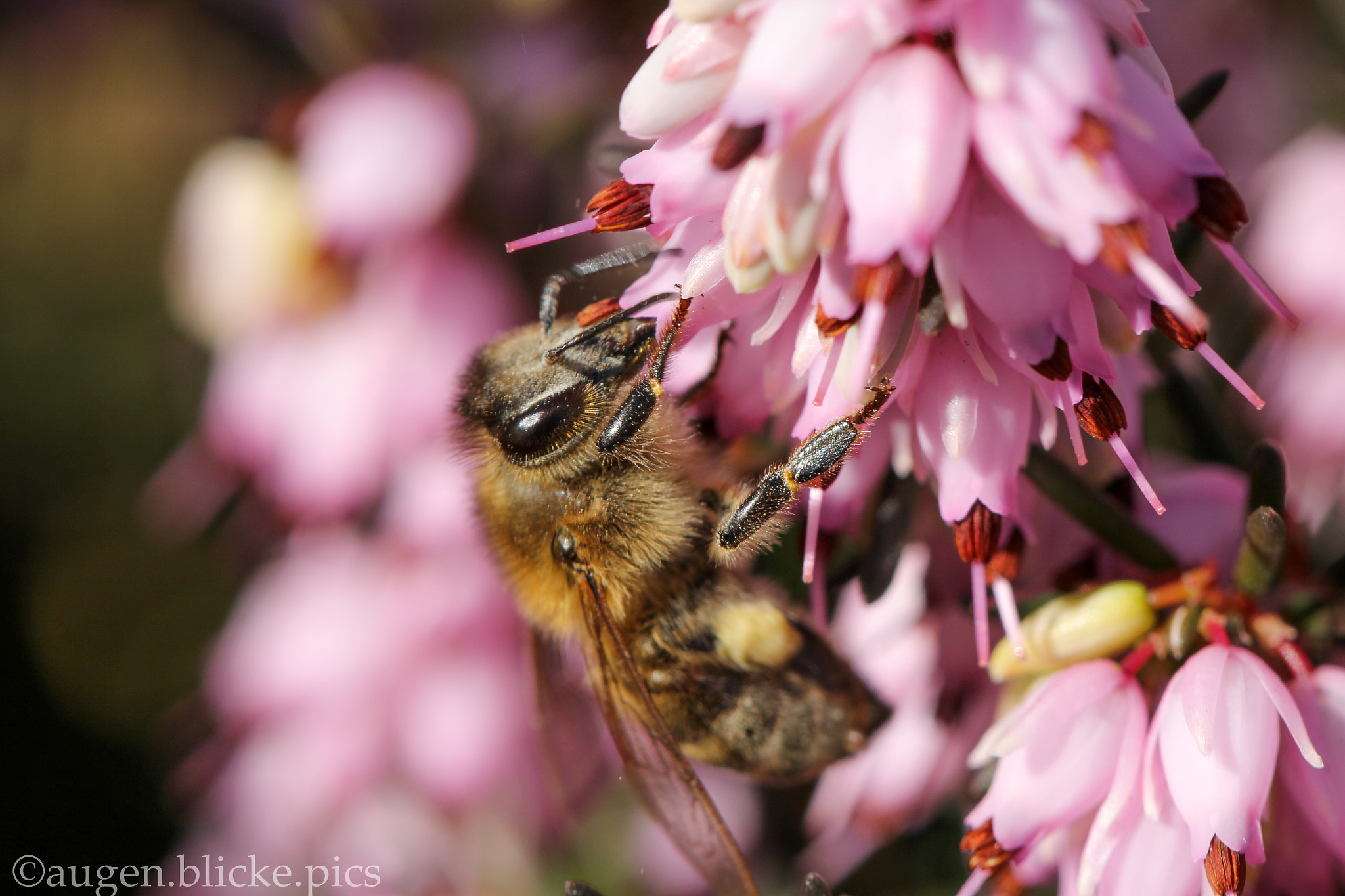 Canon EF 100mm F2.8L Macro IS USM sample photo. First bee of the year photography