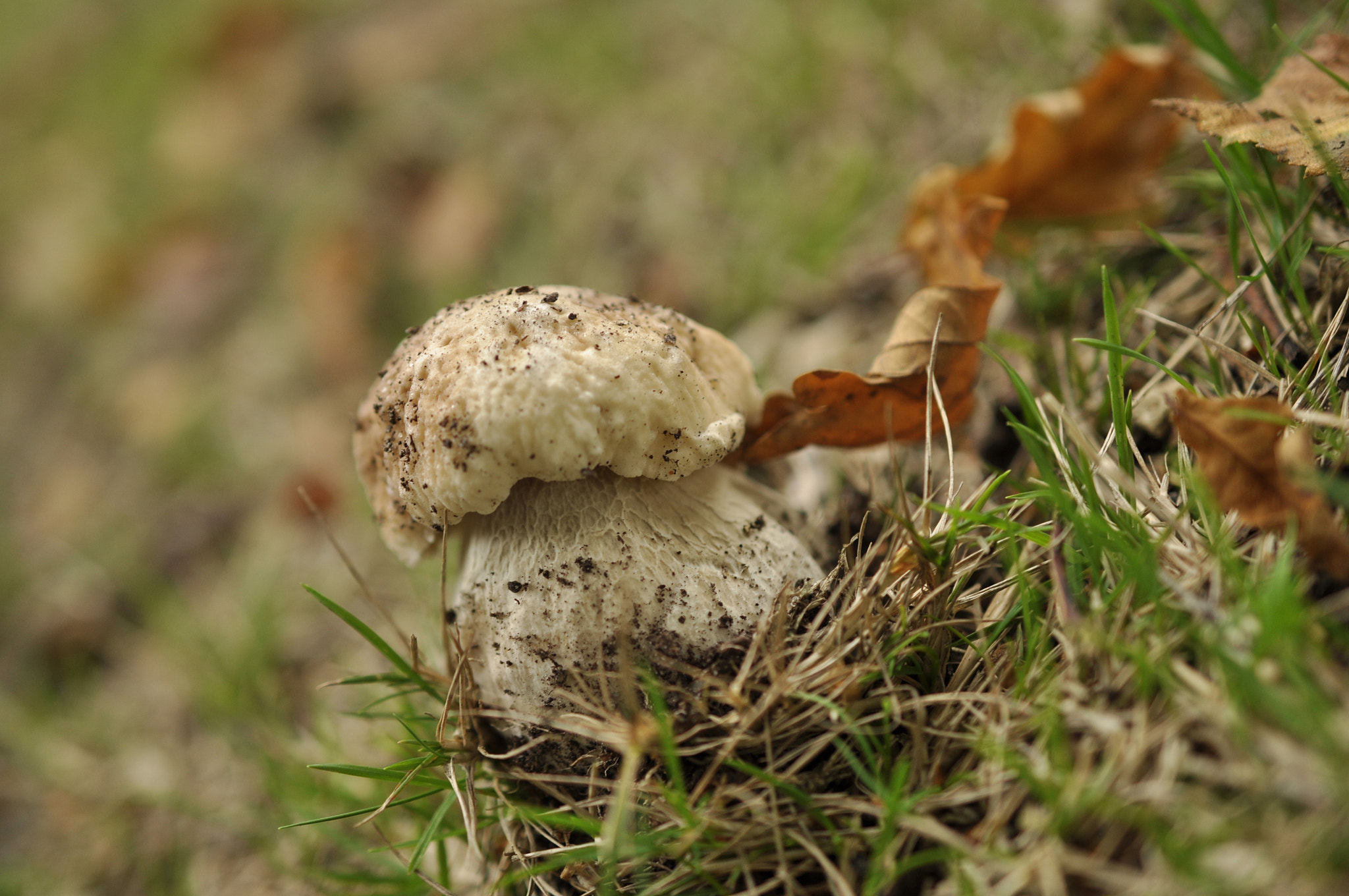 Nikon AF-S DX Micro Nikkor 40mm F2.8 sample photo. Tiny boletus edulis at new forest photography