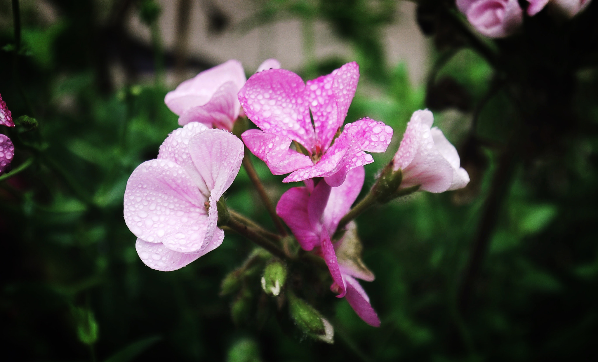 Panasonic Lumix DMC-G2 sample photo. Flowers in alnwick gardens photography