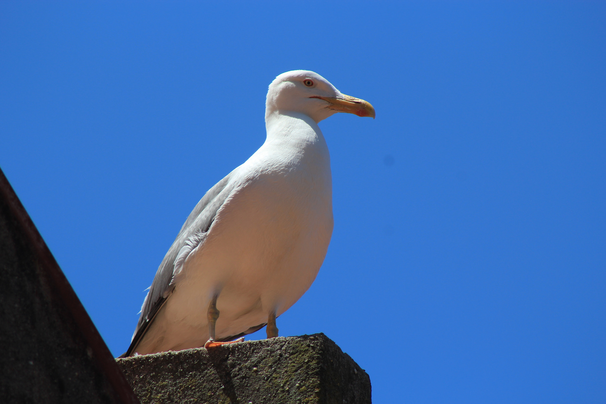 Canon EOS 1200D (EOS Rebel T5 / EOS Kiss X70 / EOS Hi) + EF75-300mm f/4-5.6 sample photo. Joaopedro48_ photography