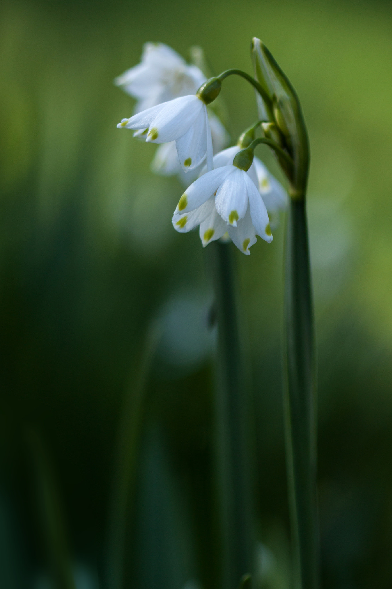 Canon EF 100mm F2.8 Macro USM sample photo. Prendre le soleil (sunbathe) photography