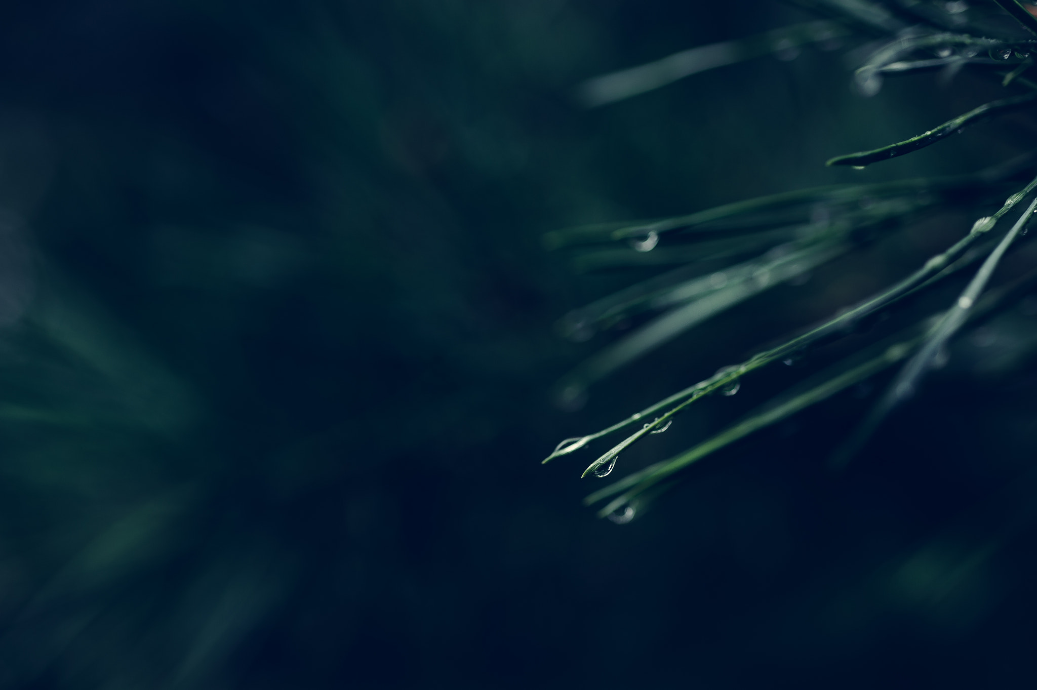 Nikon AF Micro-Nikkor 60mm F2.8D sample photo. Calm photography