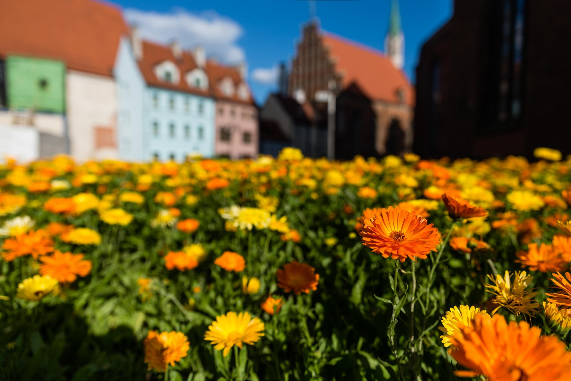 Tamron SP 24-70mm F2.8 Di VC USD sample photo. Orange bloom photography
