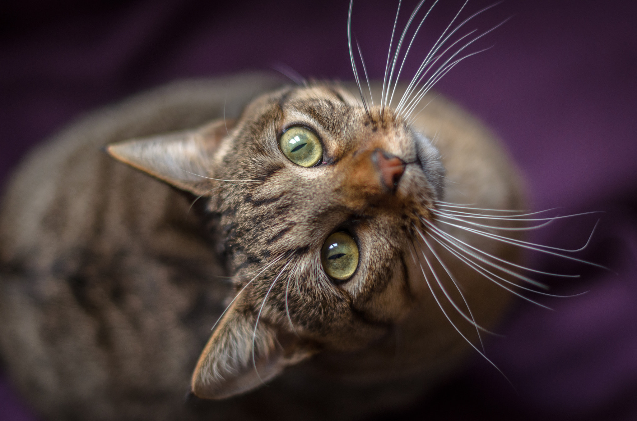 Nikon D7000 + Nikon AF-S Nikkor 50mm F1.4G sample photo. The stare photography