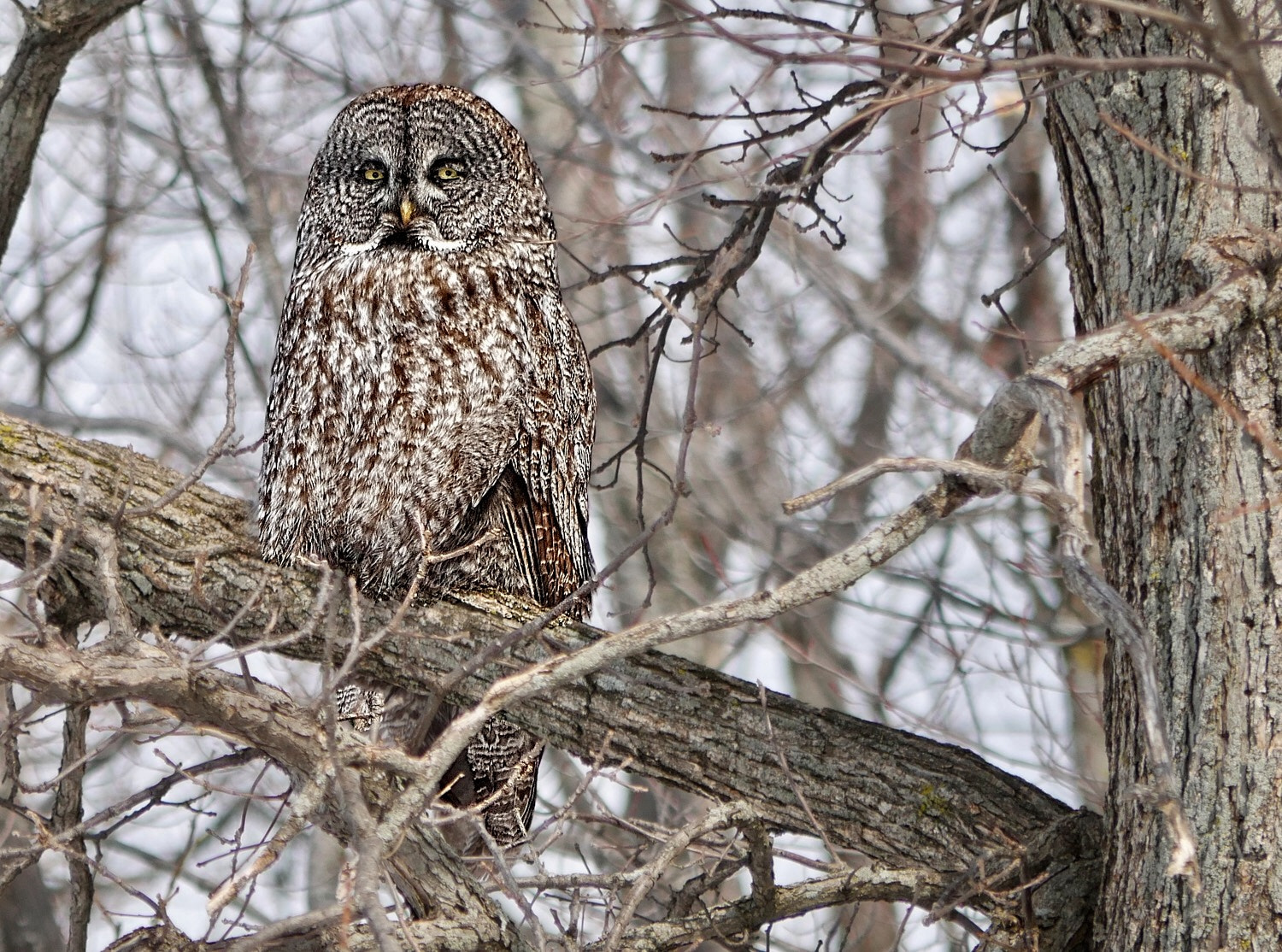 Panasonic Lumix DMC-G7 + Panasonic Lumix G Vario 45-200mm F4-5.6 OIS sample photo. Great grey owl, close to home photography