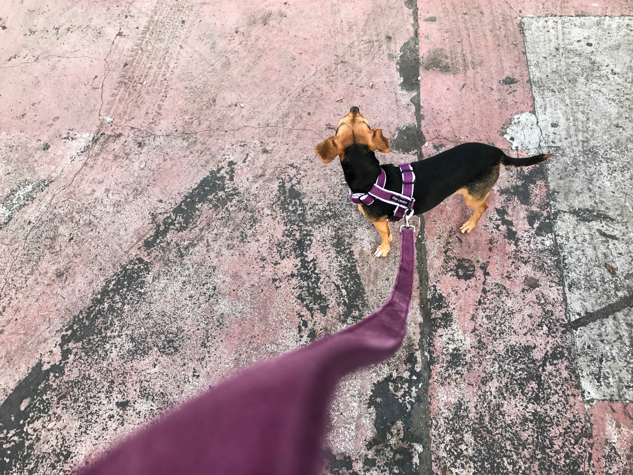 Apple iPhone 7 Plus sample photo. Walk time. photography