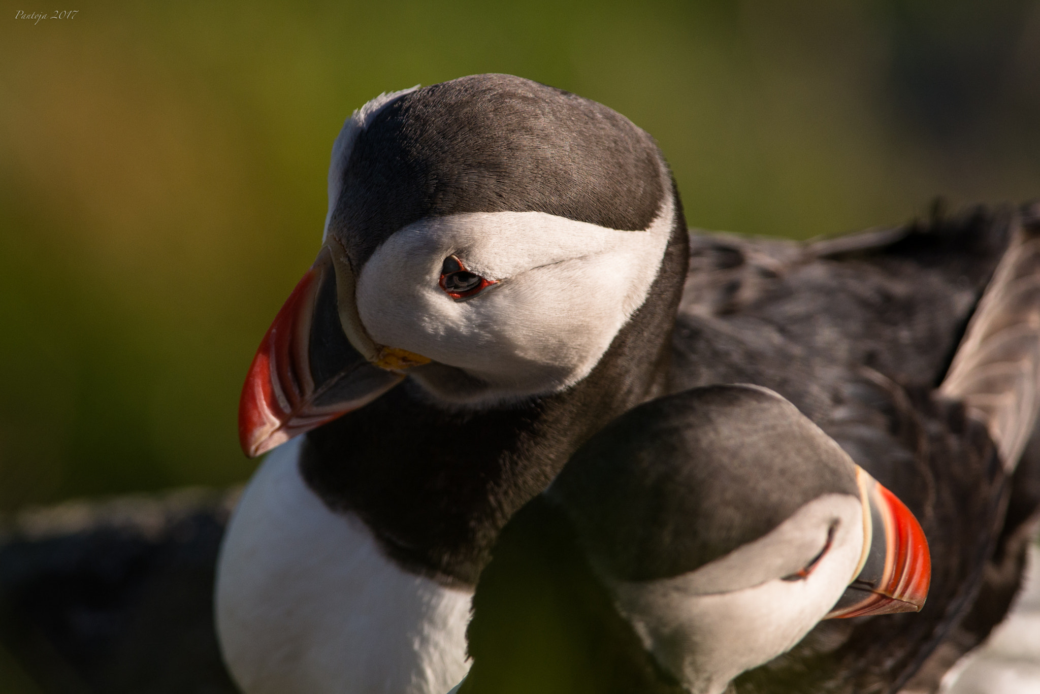 Nikon D600 + Nikon AF-S Nikkor 300mm F4D ED-IF sample photo. Ying & yang photography