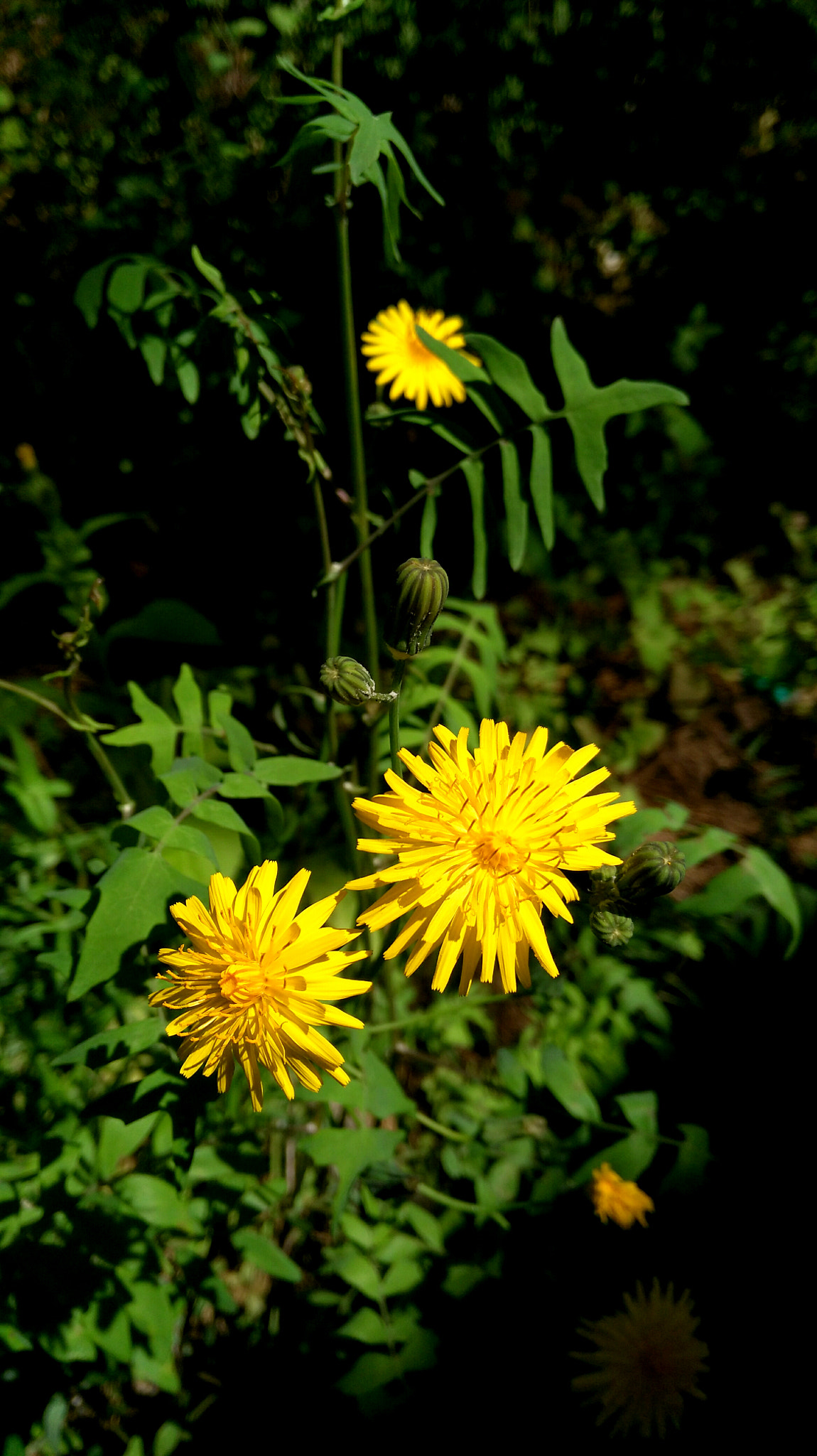 HUAWEI G7-L01 sample photo