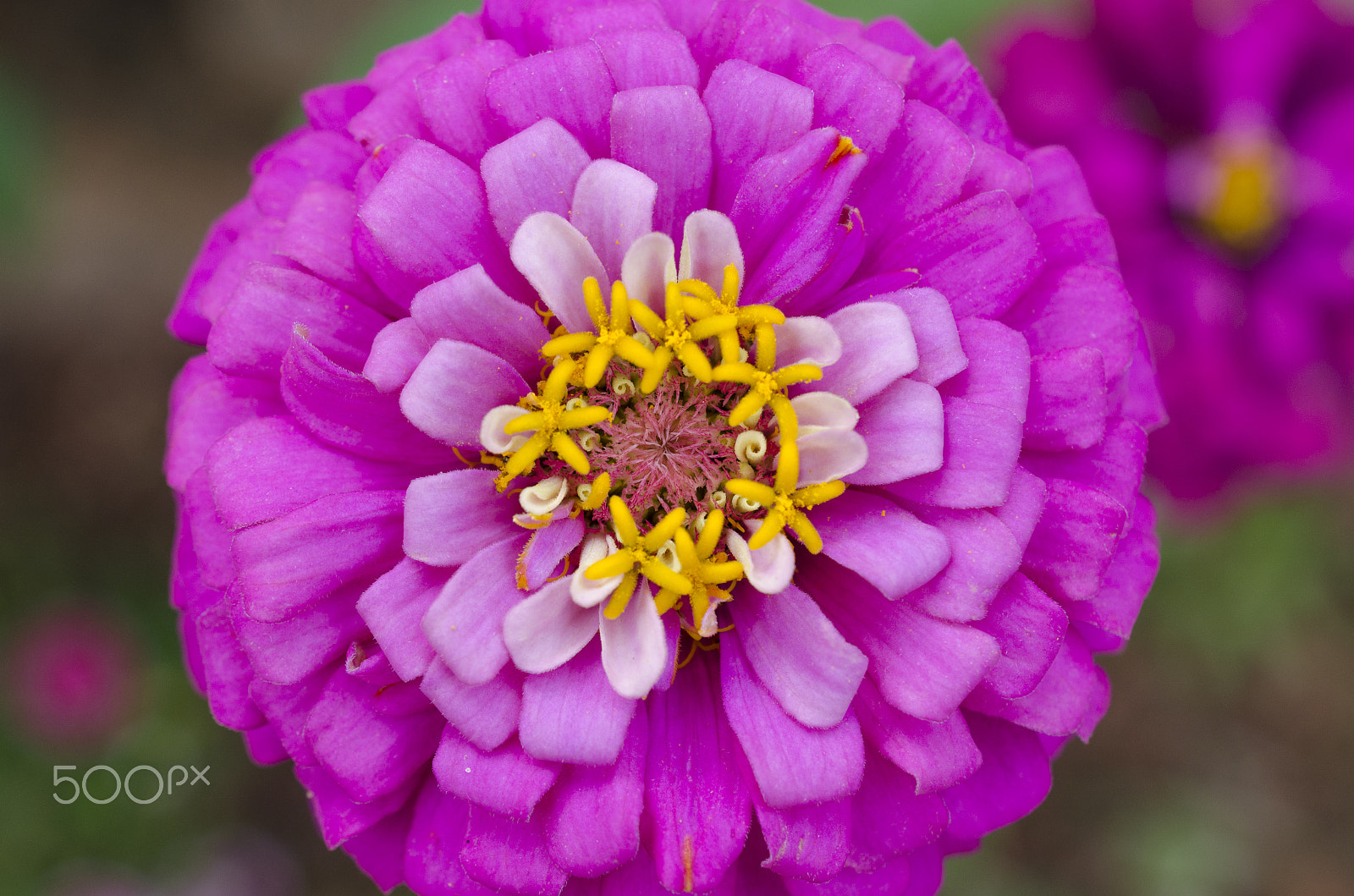 Nikon AF-S DX Micro Nikkor 40mm F2.8 sample photo. Flower in my garden 2 photography