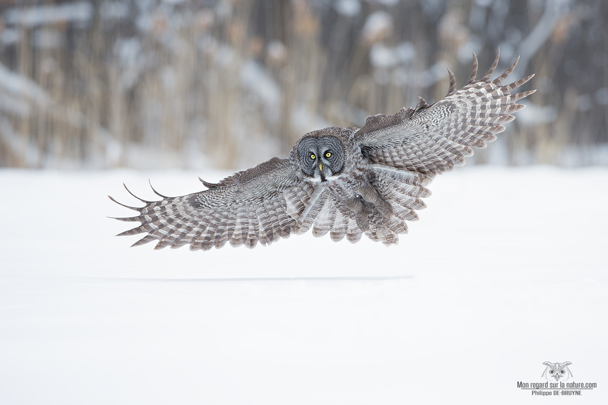 Canon EOS-1D X + Canon EF 500mm F4L IS USM sample photo. Magnificent owl  !!! photography