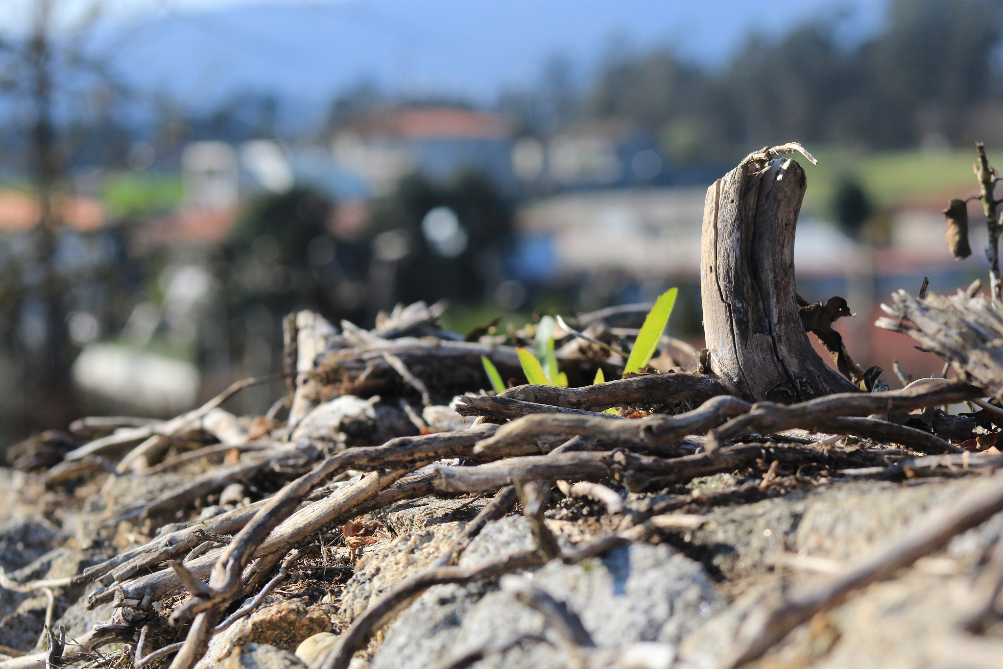 Canon EOS 1200D (EOS Rebel T5 / EOS Kiss X70 / EOS Hi) + EF75-300mm f/4-5.6 sample photo. Joaopedro48_ photography