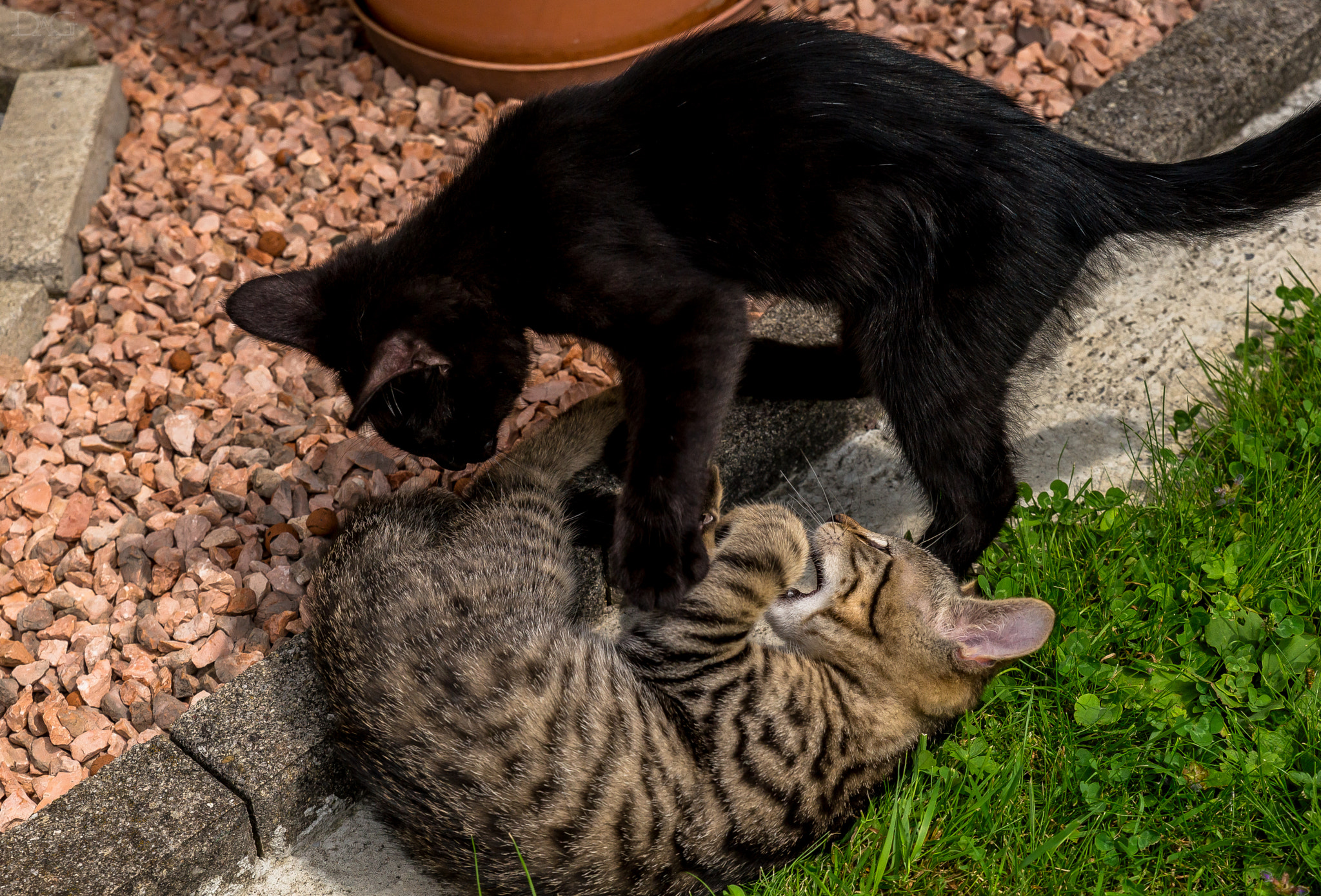 Sony a99 II + Tamron SP 24-70mm F2.8 Di VC USD sample photo. Kleiener zwei kampf ;-)) !! photography