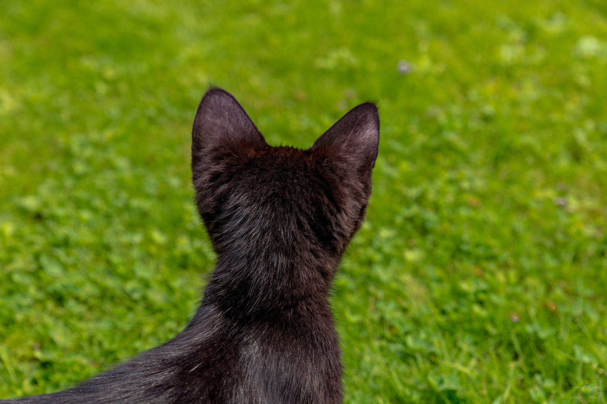 Sony a99 II + Tamron SP 24-70mm F2.8 Di VC USD sample photo. Katze - 06 photography