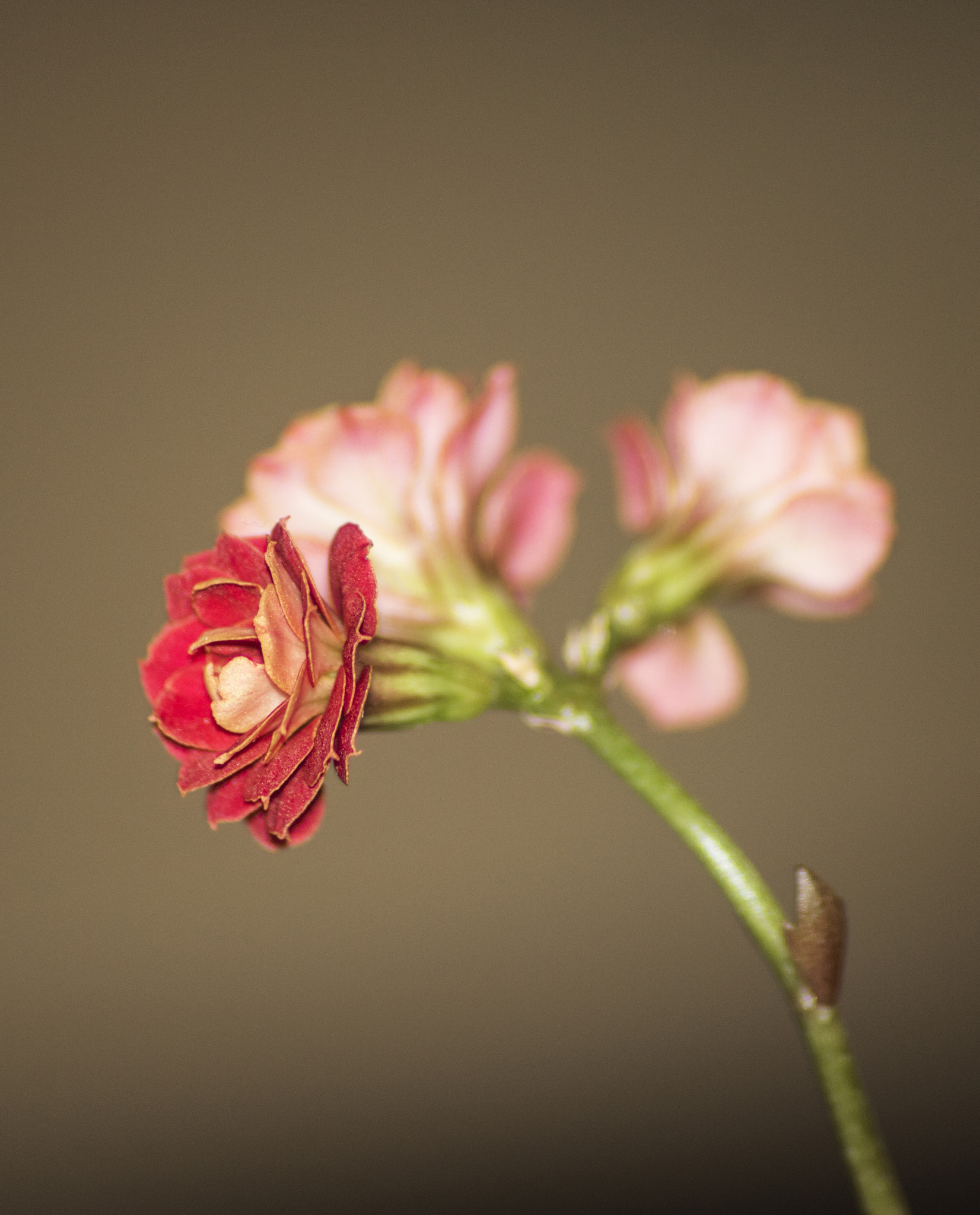 Sigma 70-300mm F4-5.6 APO DG Macro sample photo. Baby flower photography