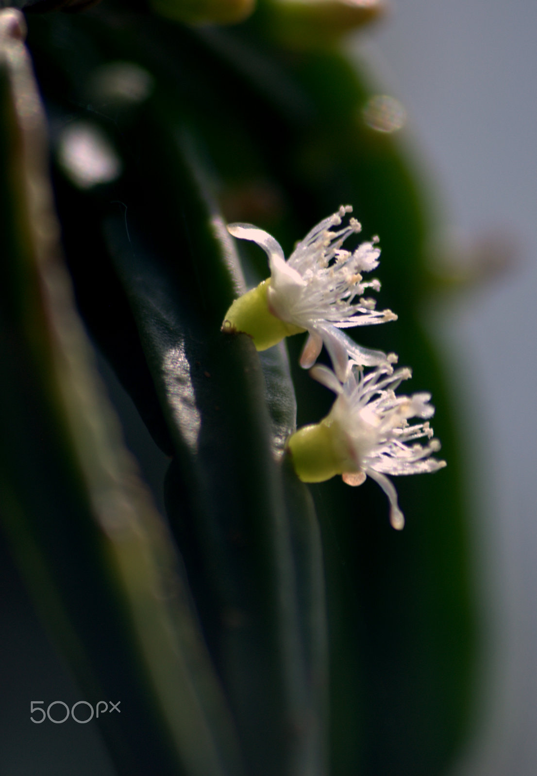 Nikon D3000 + Sigma 70-300mm F4-5.6 APO DG Macro sample photo. Rhipsalis pentaptera flower photography