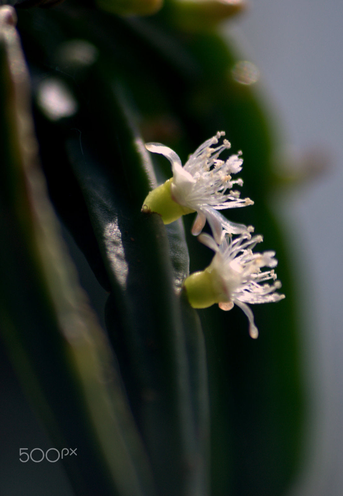 Sigma 70-300mm F4-5.6 APO DG Macro sample photo. Rhipsalis pentaptera flower photography