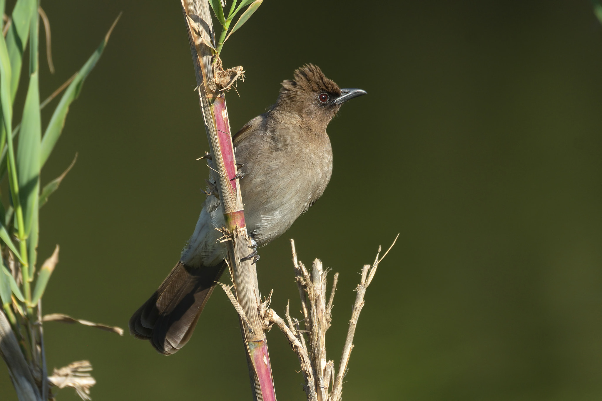 Nikon D500 sample photo. Bulbul naranjero photography