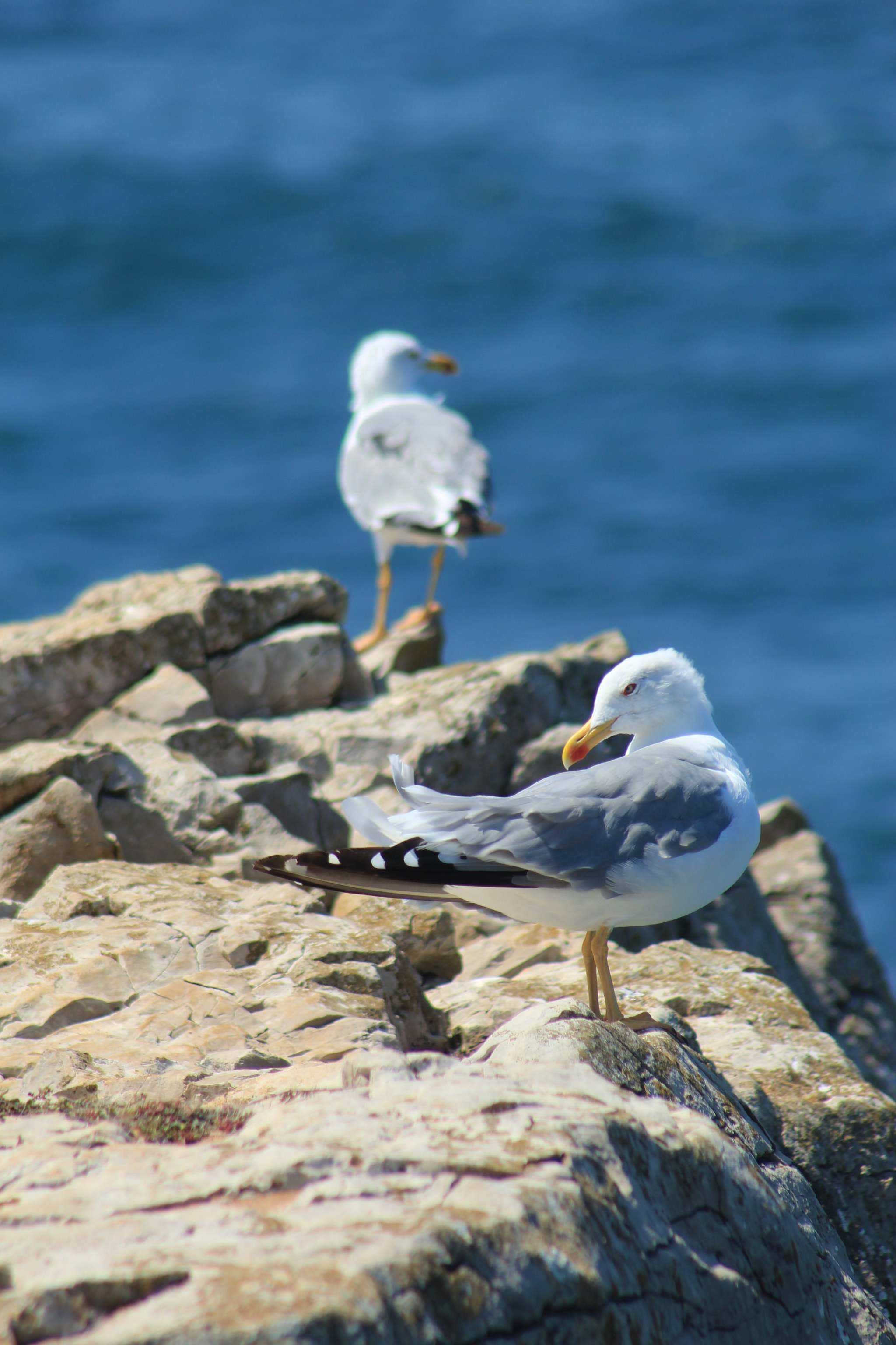 Canon EOS 1200D (EOS Rebel T5 / EOS Kiss X70 / EOS Hi) + EF75-300mm f/4-5.6 sample photo. Joaopedro48_ photography