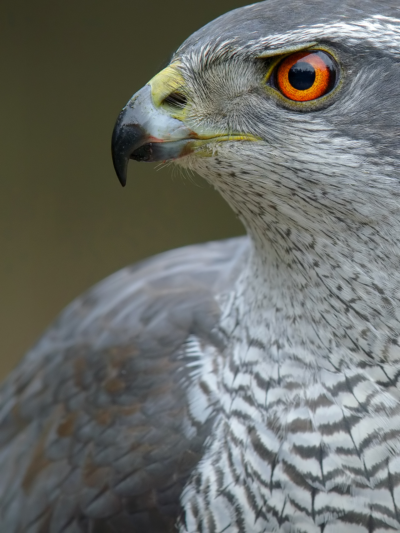 Canon EOS-1D X sample photo. Northern goshawk, male. photography