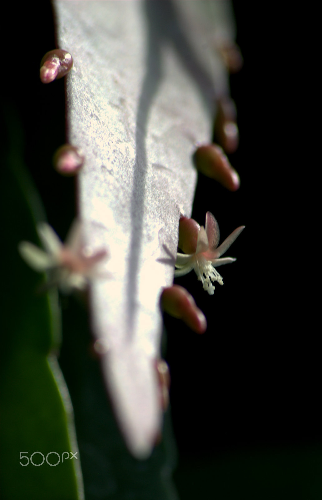 Sigma 70-300mm F4-5.6 APO DG Macro sample photo. Pseudorhipsalis ramulosa flower photography