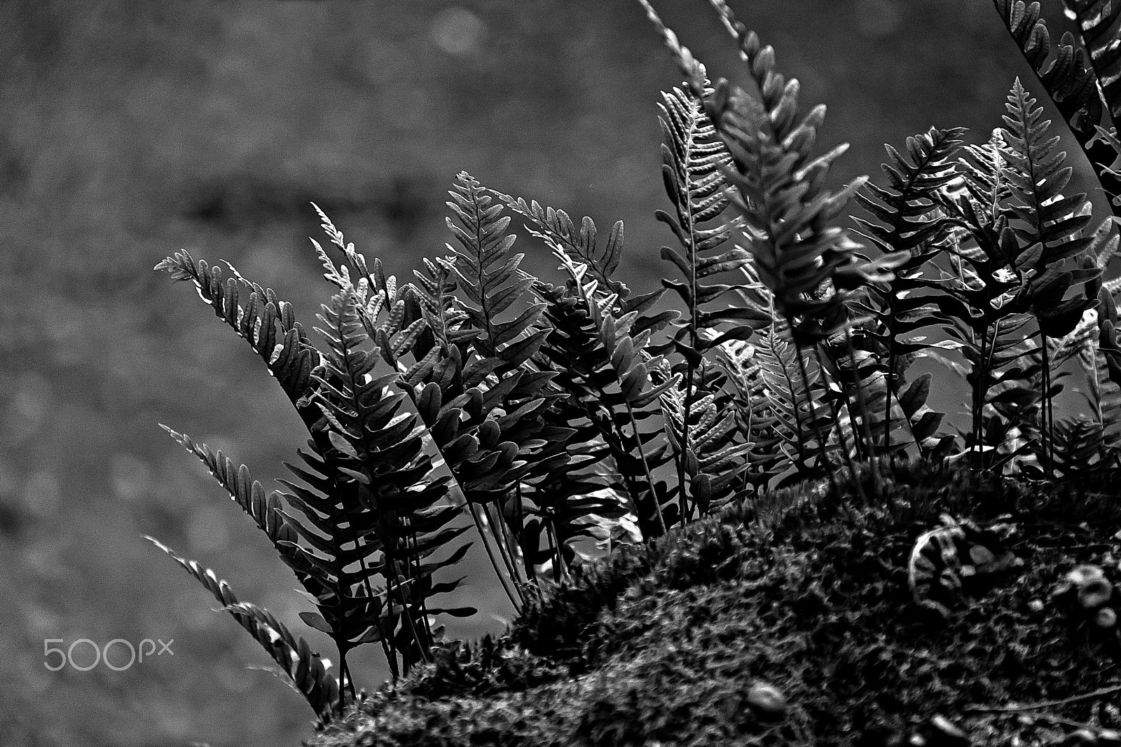 Canon EOS 500D (EOS Rebel T1i / EOS Kiss X3) sample photo. Green nature. photography