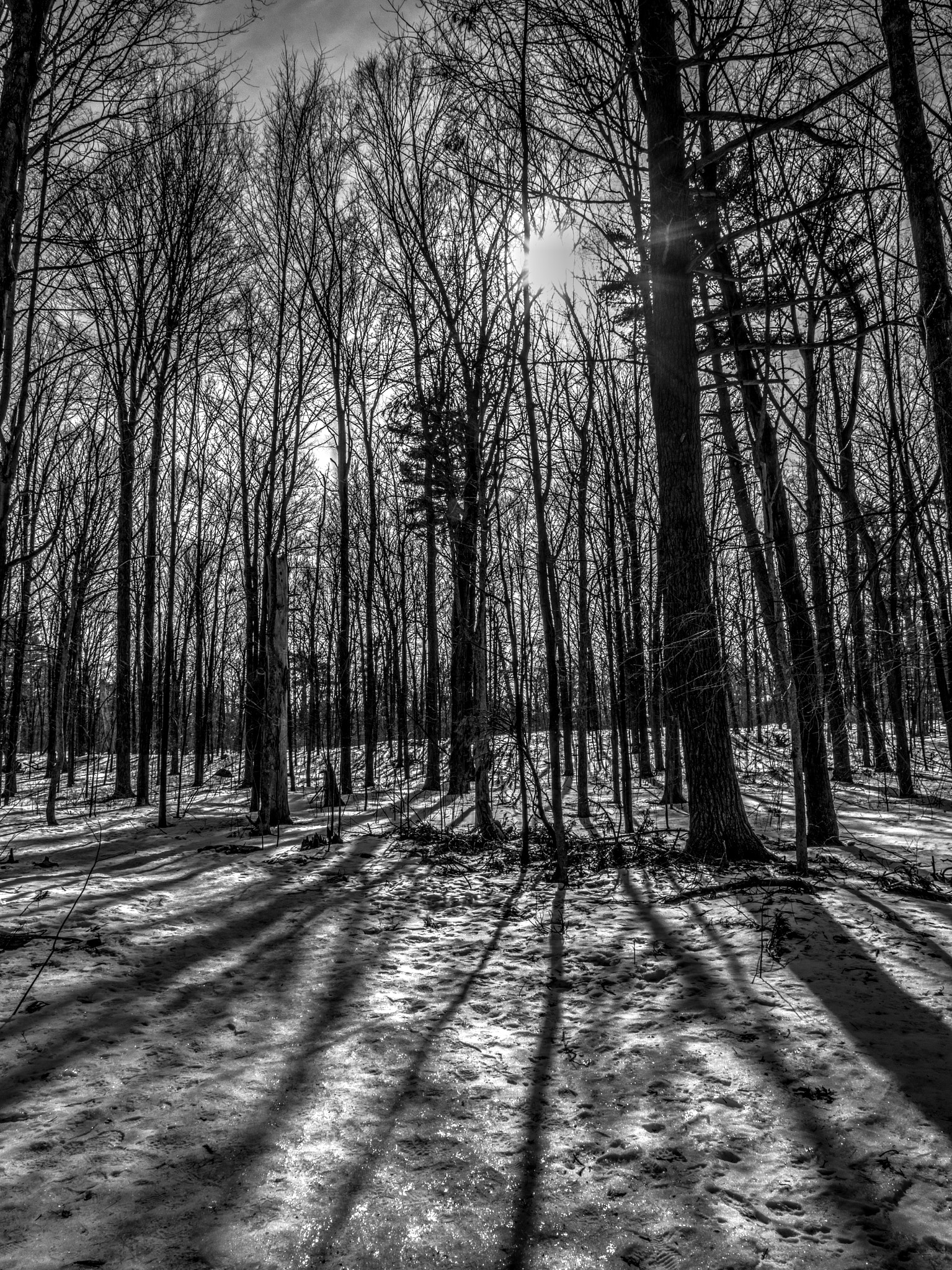 Olympus OM-D E-M1 Mark II + Olympus M.Zuiko Digital ED 12-40mm F2.8 Pro sample photo. Winter sun and trees b+w photography