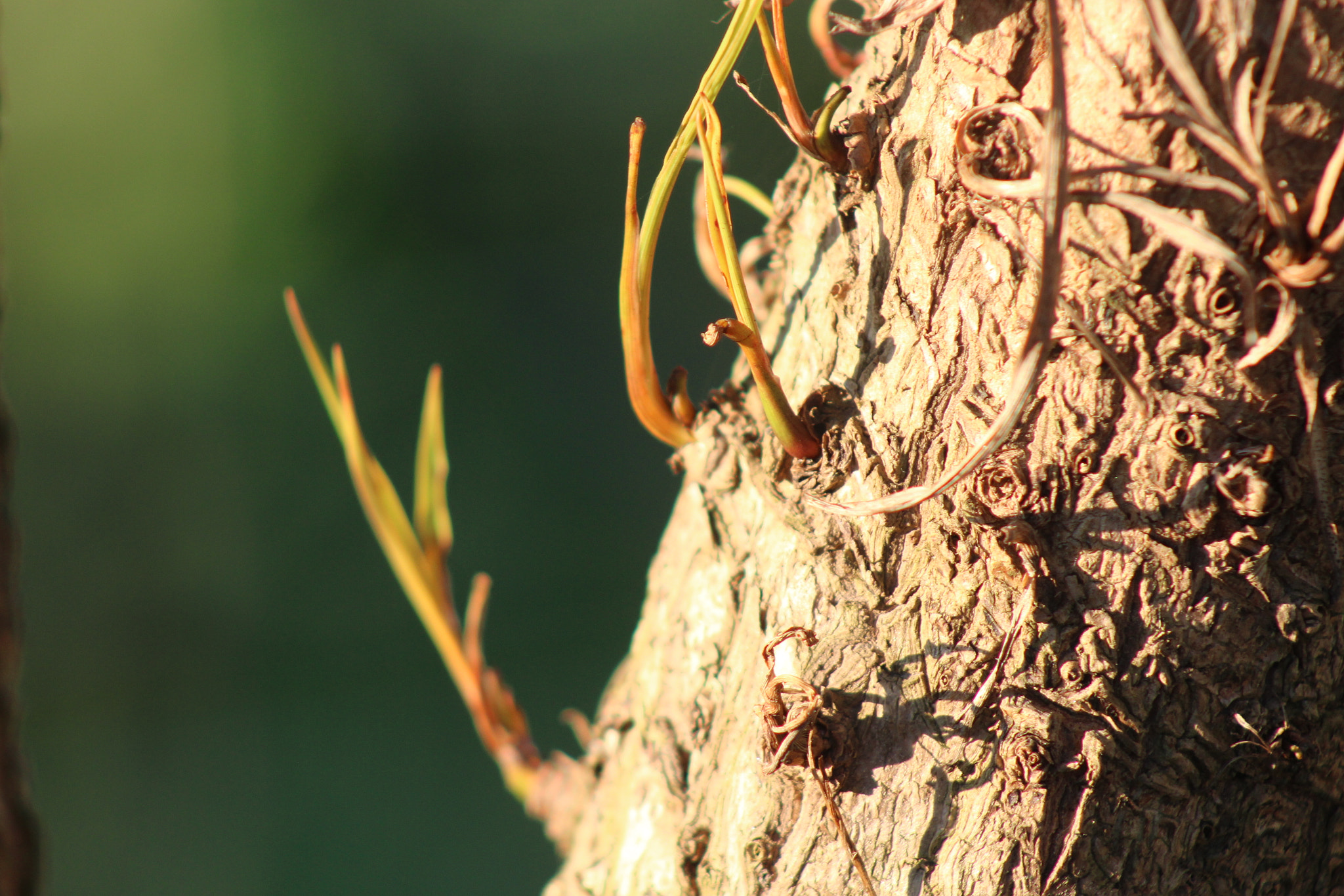 Canon EOS 1200D (EOS Rebel T5 / EOS Kiss X70 / EOS Hi) + EF75-300mm f/4-5.6 sample photo. Joaopedro48_ photography