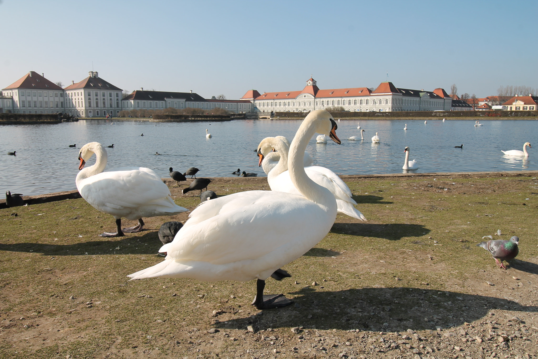 Canon EOS 1100D (EOS Rebel T3 / EOS Kiss X50) sample photo. Nymphenburg palace (munich, germany) swan photography