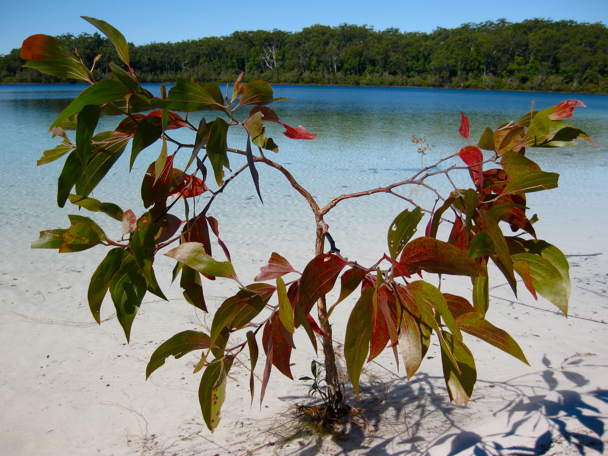 Canon PowerShot SD770 IS (Digital IXUS 85 IS / IXY Digital 25 IS) sample photo. Growing_up_in_lake_mckenzie photography