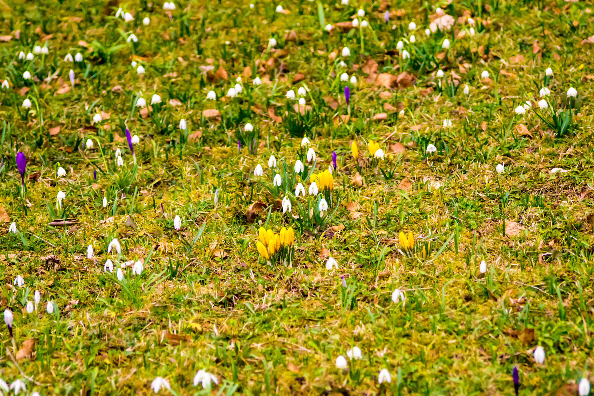 Sony a6000 + Minolta AF 35-105mm F3.5-4.5 sample photo. Frühling in starnberg photography