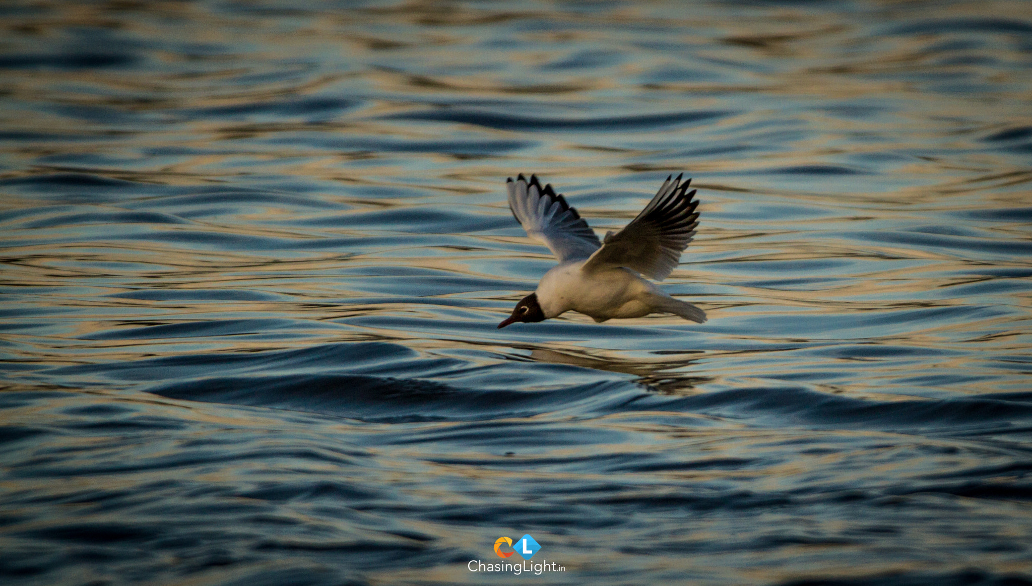 150-600mm F5-6.3 DG OS HSM | Contemporary 015 sample photo. Extremes are easy. strive for balance  photography