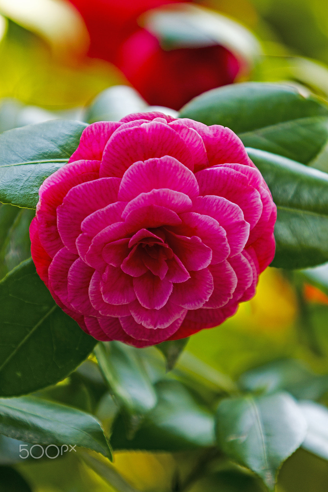 Canon EF 70-200mm F2.8L USM sample photo. Spring by lake como, italy photography