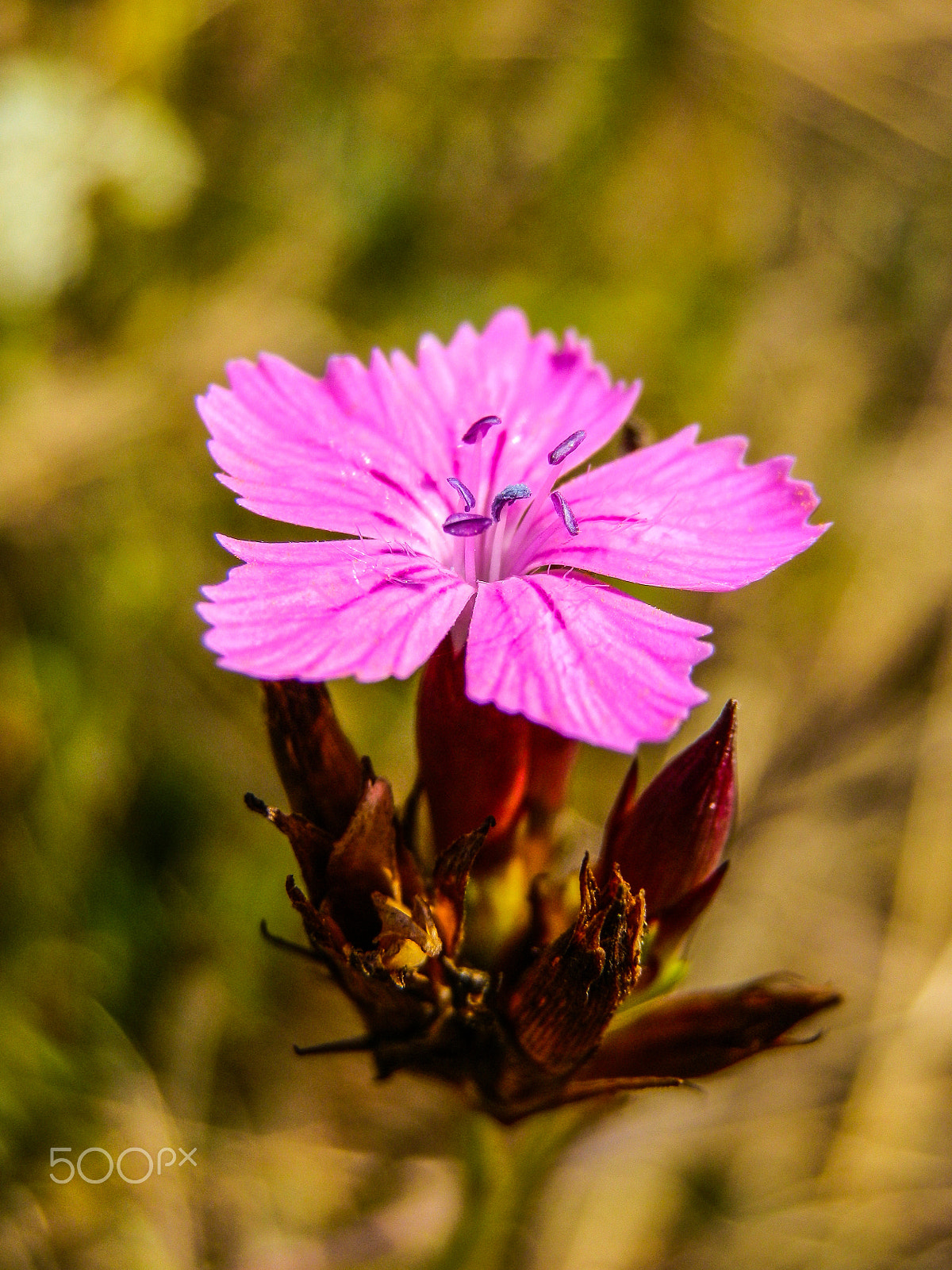 Olympus SZ-10 sample photo. Nice carnation flowers photography