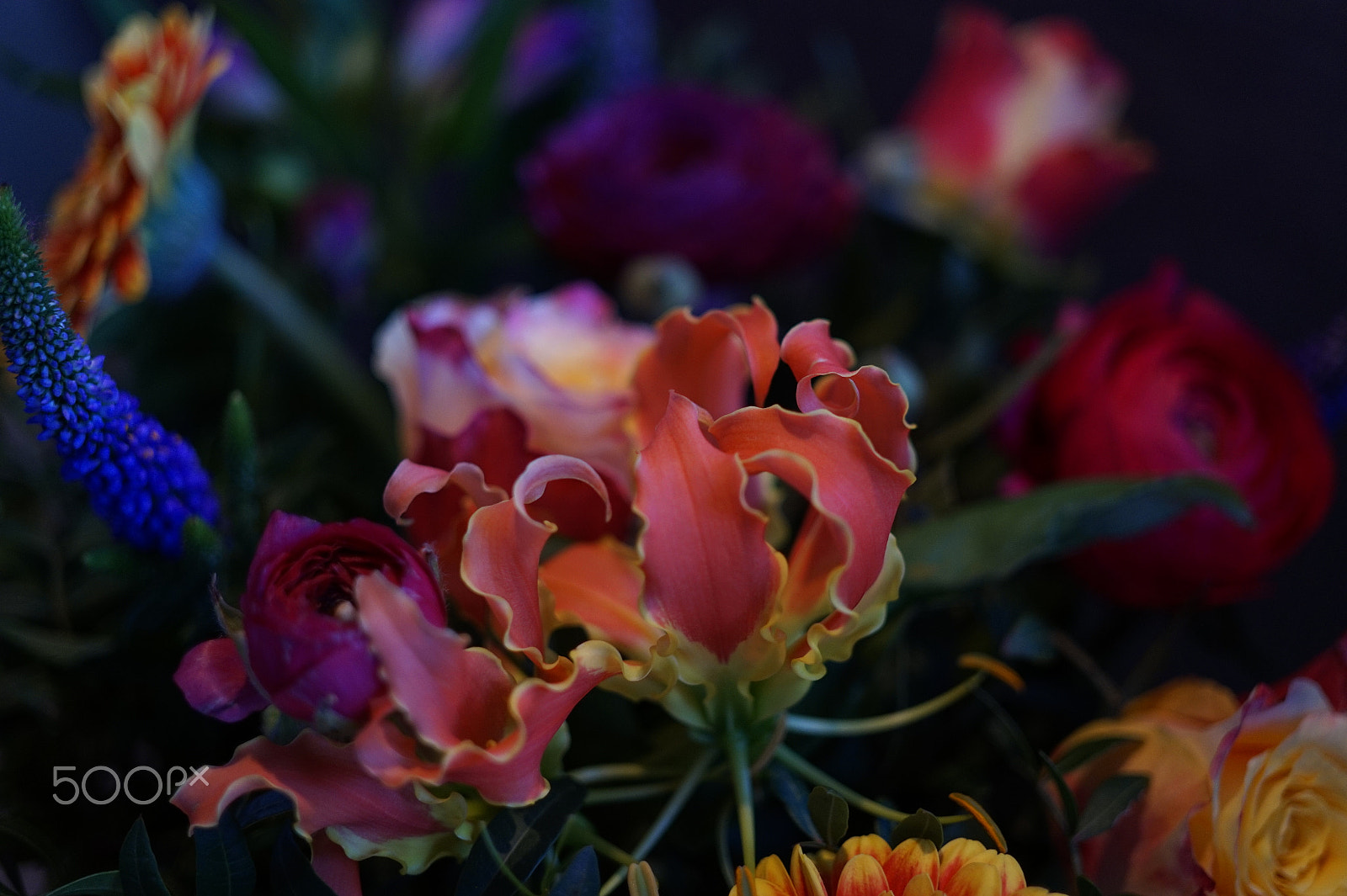 ZEISS Touit 32mm F1.8 sample photo. Color bomb photography