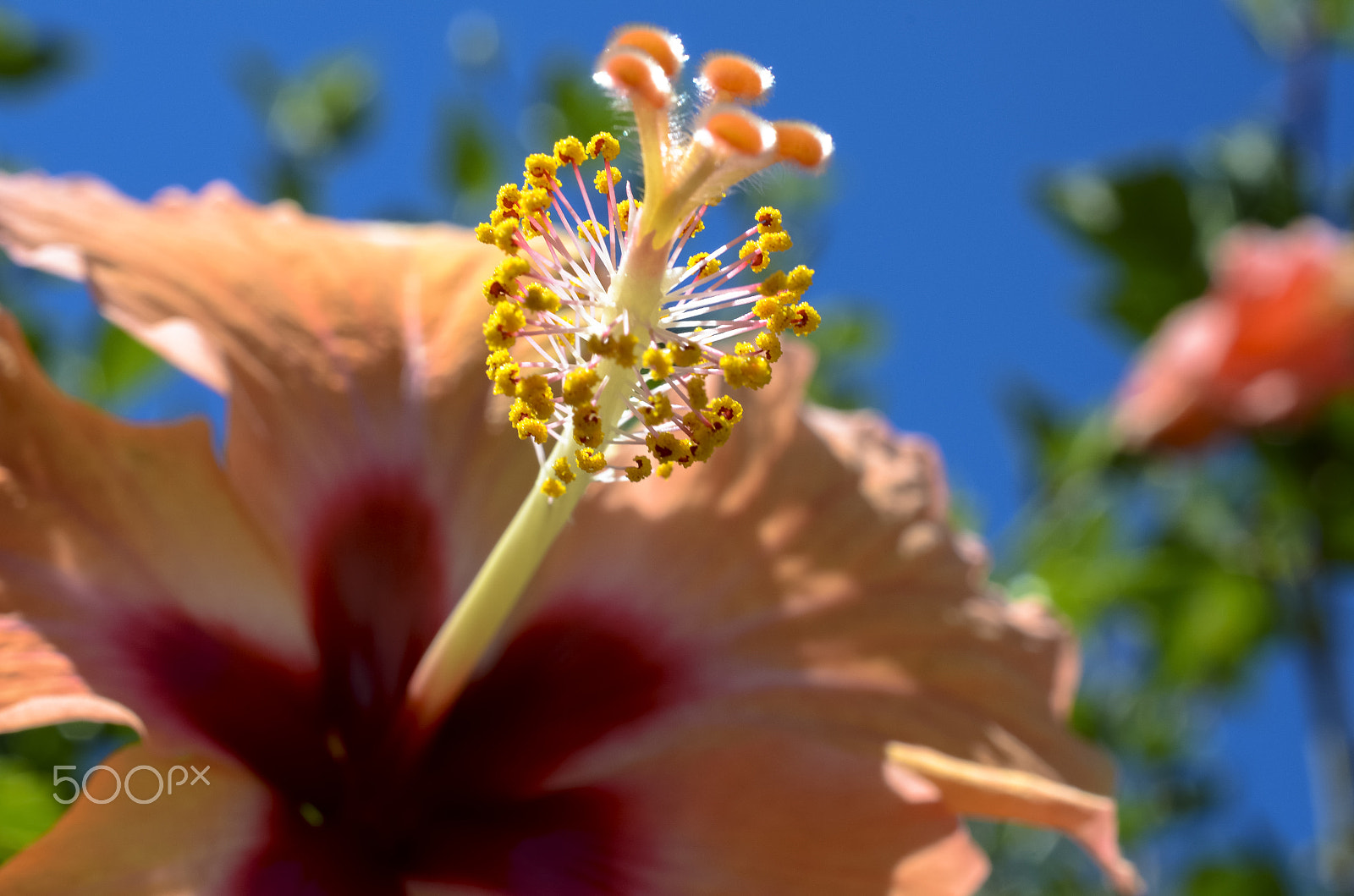 Nikon AF-S DX Micro Nikkor 40mm F2.8 sample photo. Summer photography